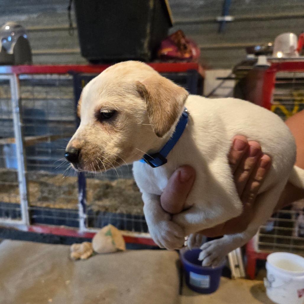 Seamus, a Adoptable mixed breed in Waggaman, LA image 1/3