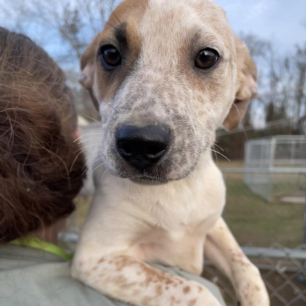 Enlarge Seamus, a Adoptable mixed breed in Waggaman, LA image 4/6