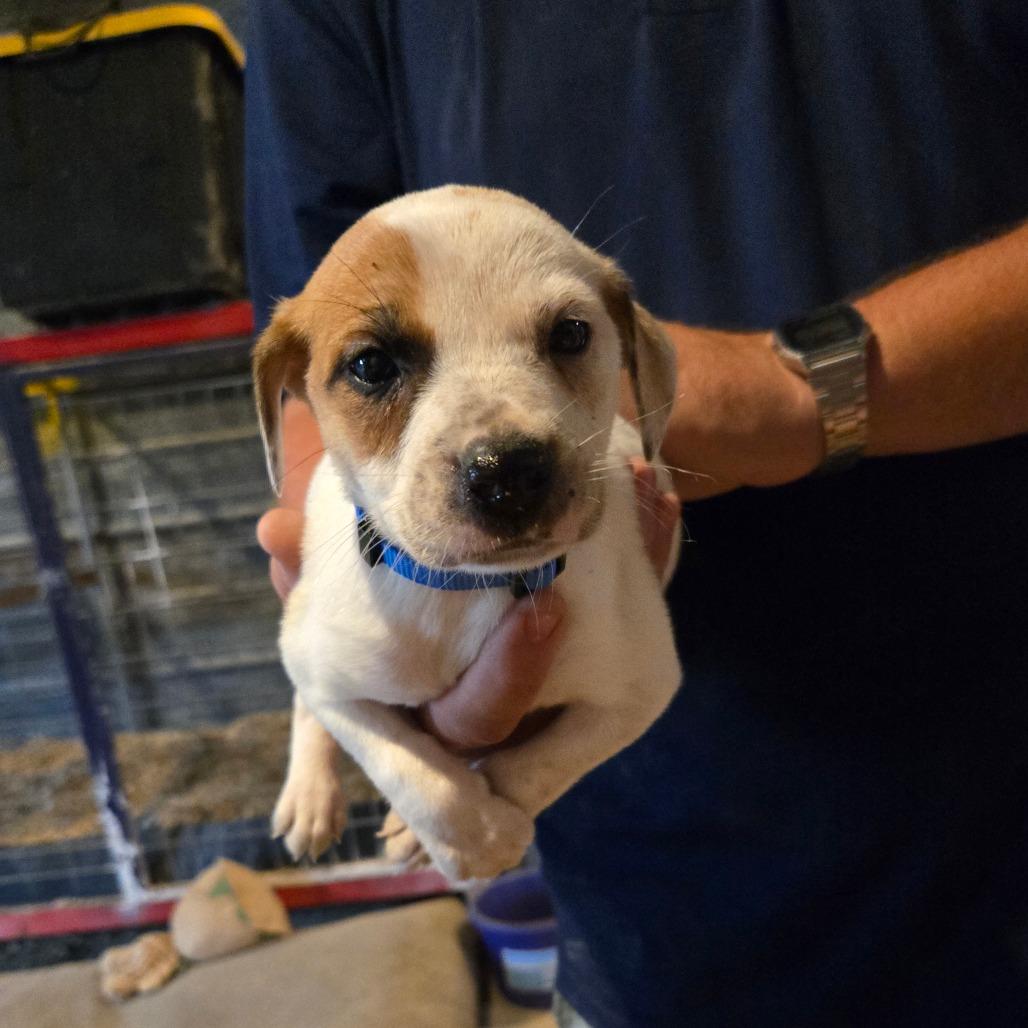 Seamus, a Adoptable mixed breed in Waggaman, LA image 2/3