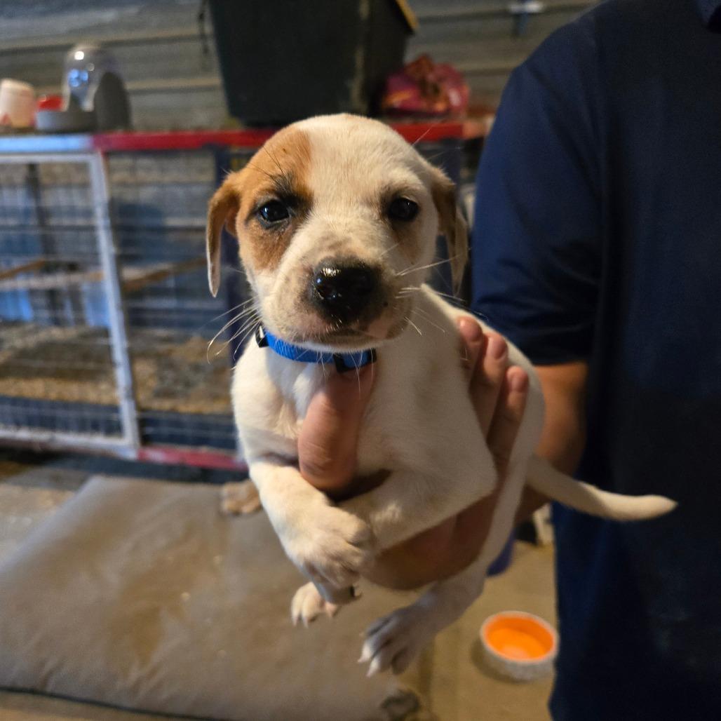 Seamus, a Adoptable mixed breed in Waggaman, LA image 3/3