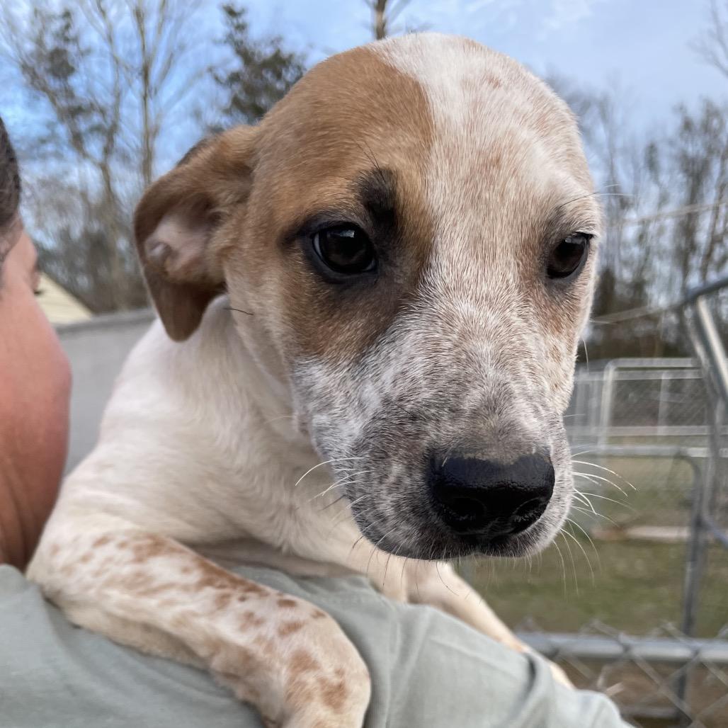 Enlarge Seamus, a Adoptable mixed breed in Waggaman, LA image 6/6