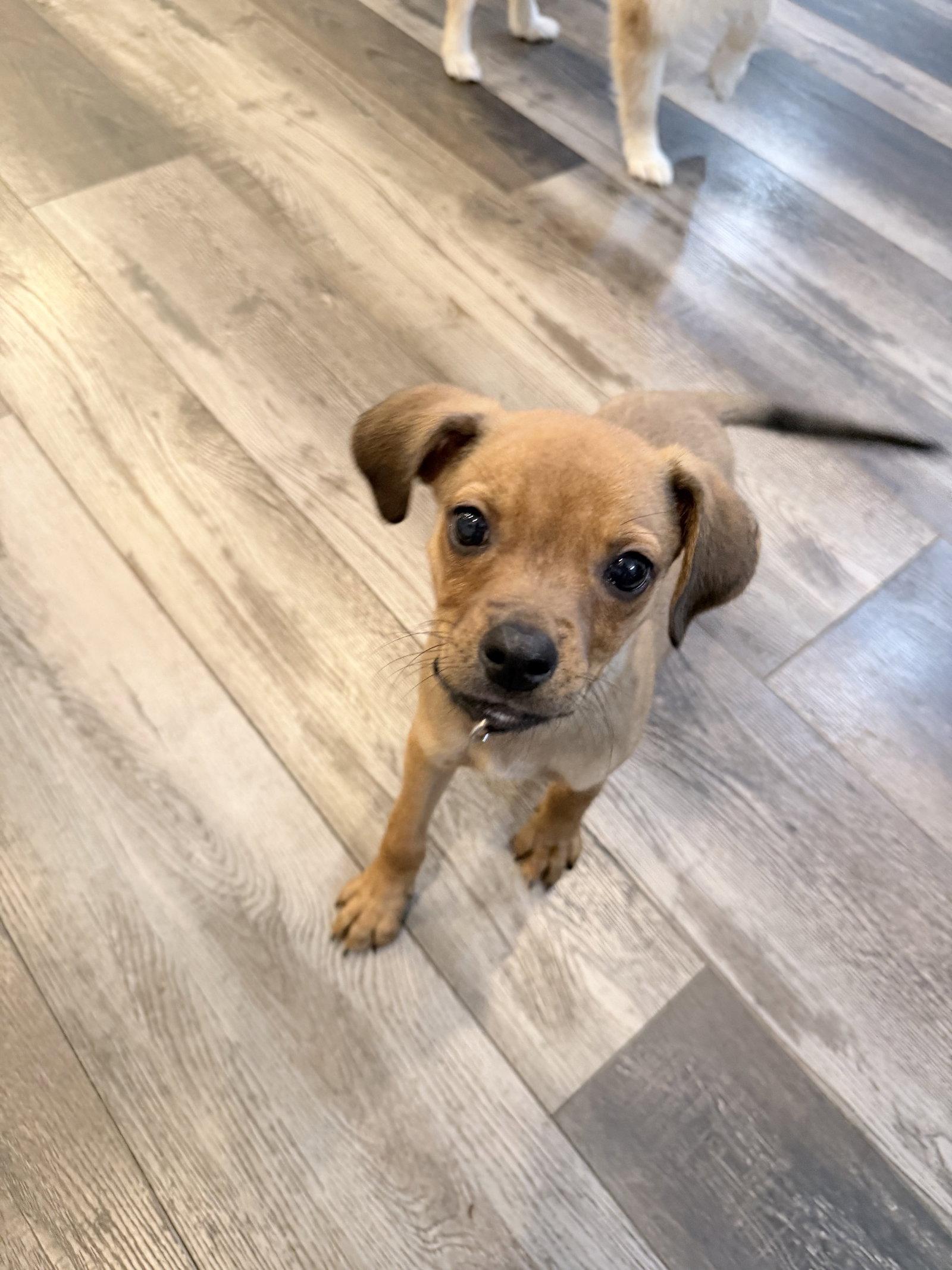 Scrabble, Adoptable, Puppy Male Terrier.