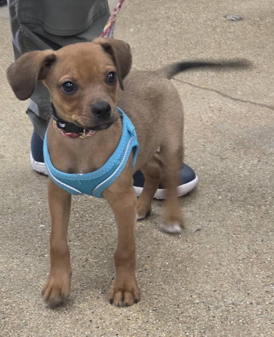 Enlarge Scrabble, a Adoptable Terrier in Hillside, IL image 3/3