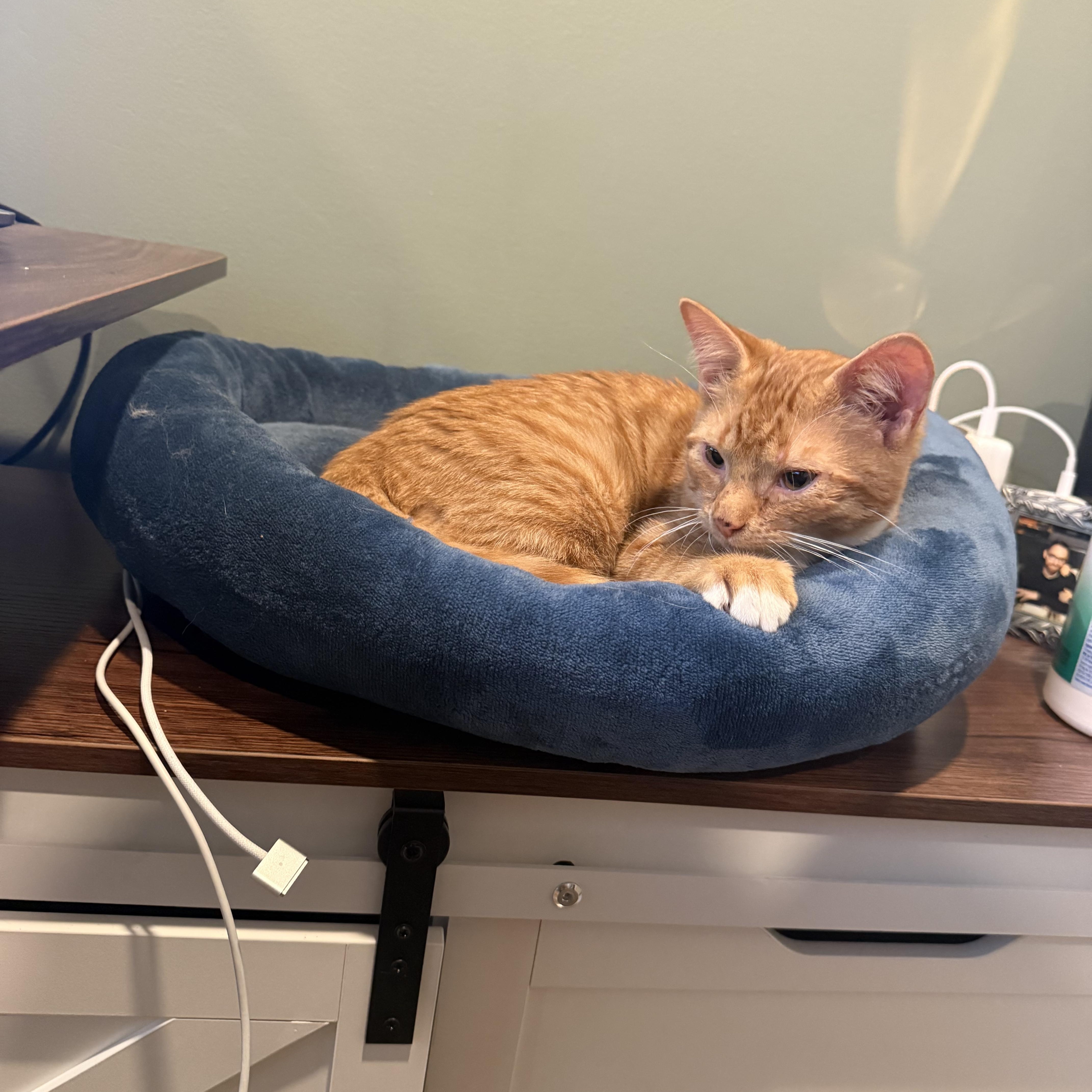 Enlarge Snitch, a Adoptable Domestic Short Hair in Galloway, NJ image 2/5