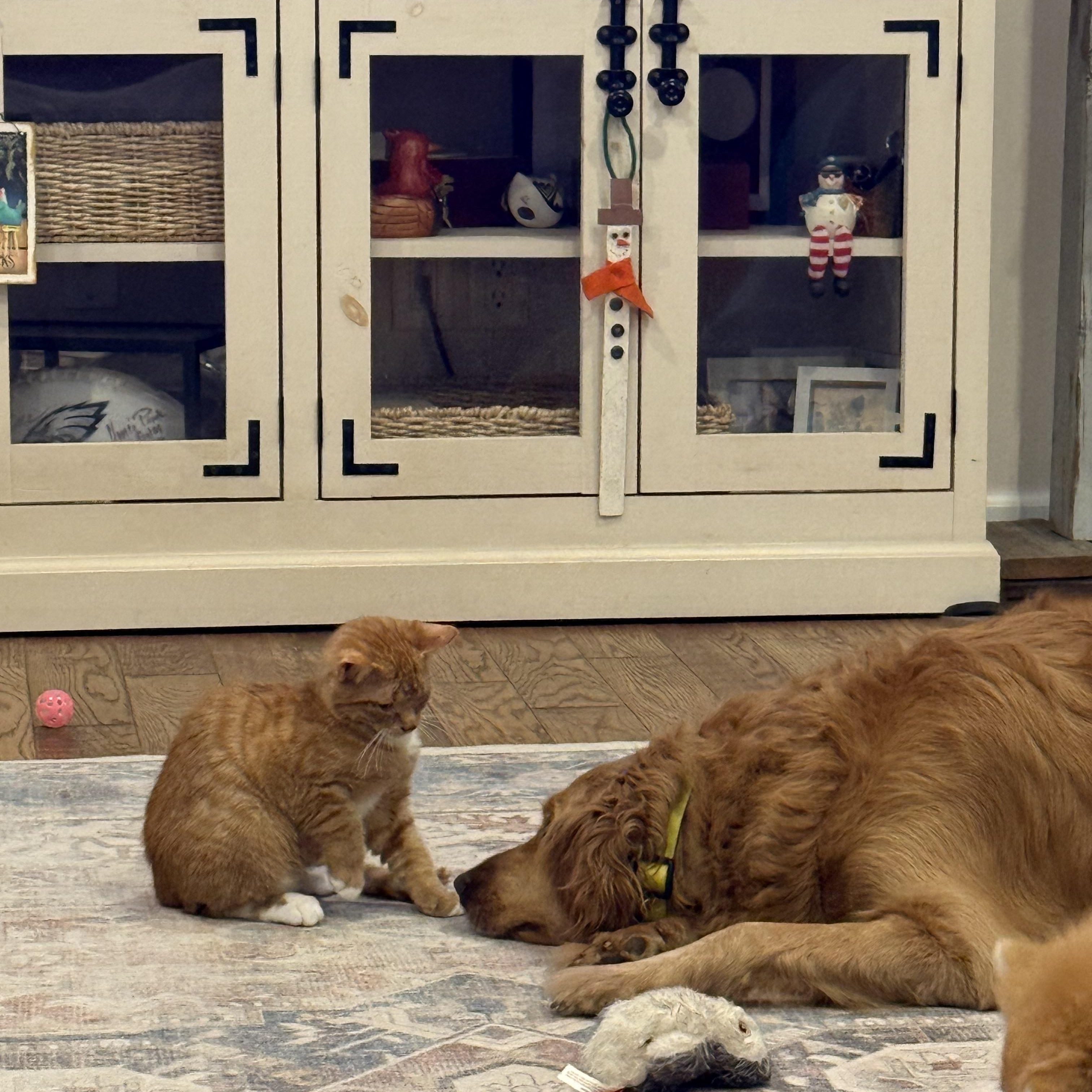 Enlarge Snitch, a Adoptable Domestic Short Hair in Galloway, NJ image 4/5