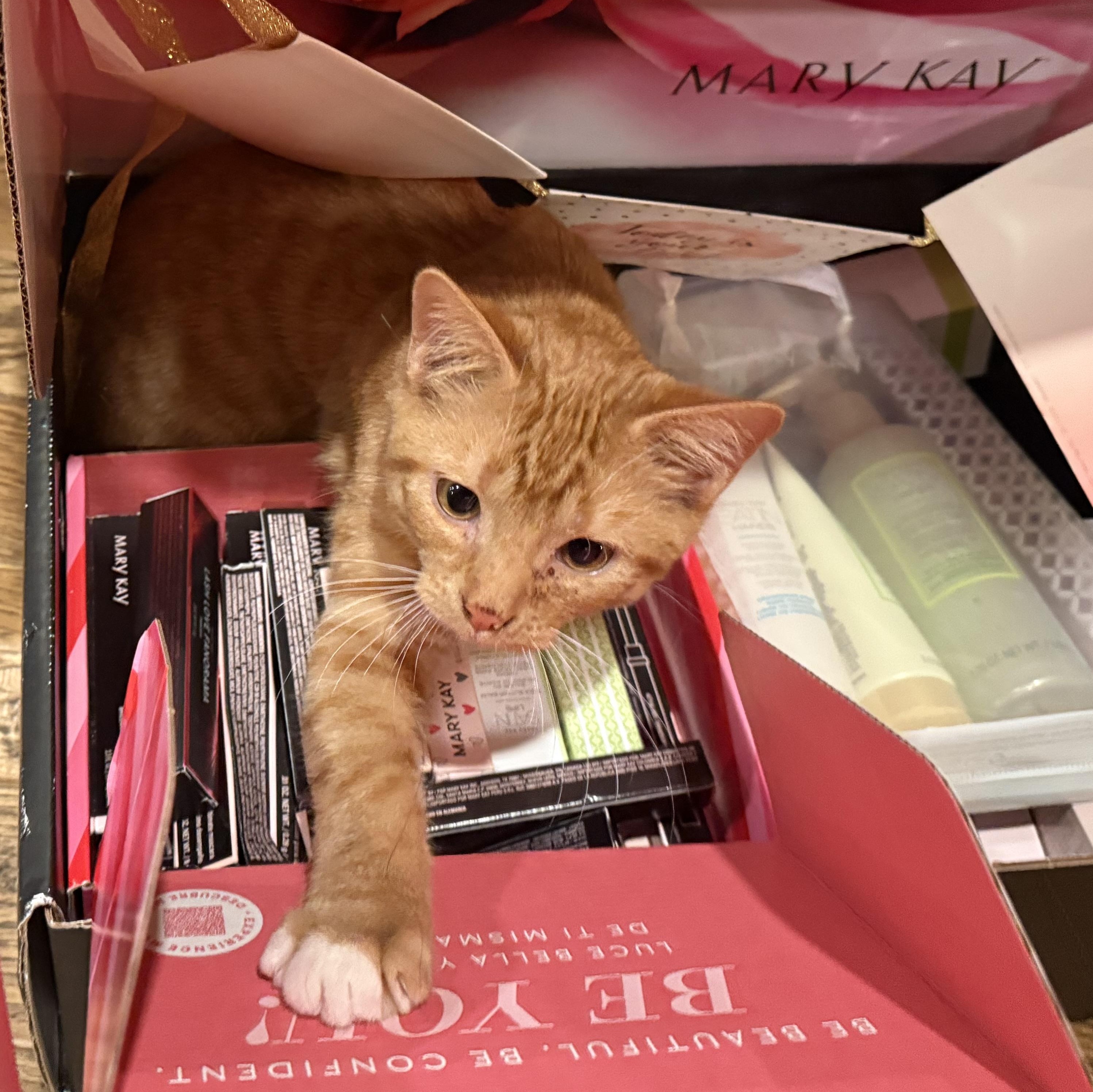 Enlarge Snitch, a Adoptable Domestic Short Hair in Galloway, NJ image 1/5