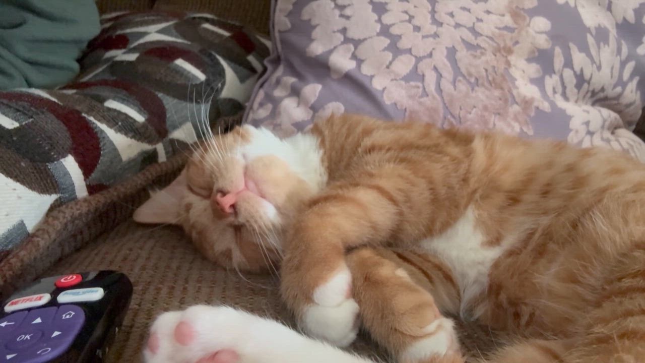 Enlarge Snitch, a Adoptable Domestic Short Hair in Galloway, NJ video 5/5