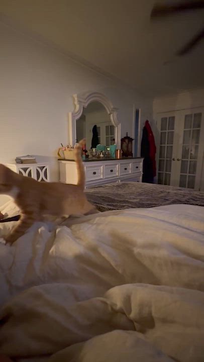 Enlarge Snitch, a Adoptable Domestic Short Hair in Galloway, NJ video 3/5