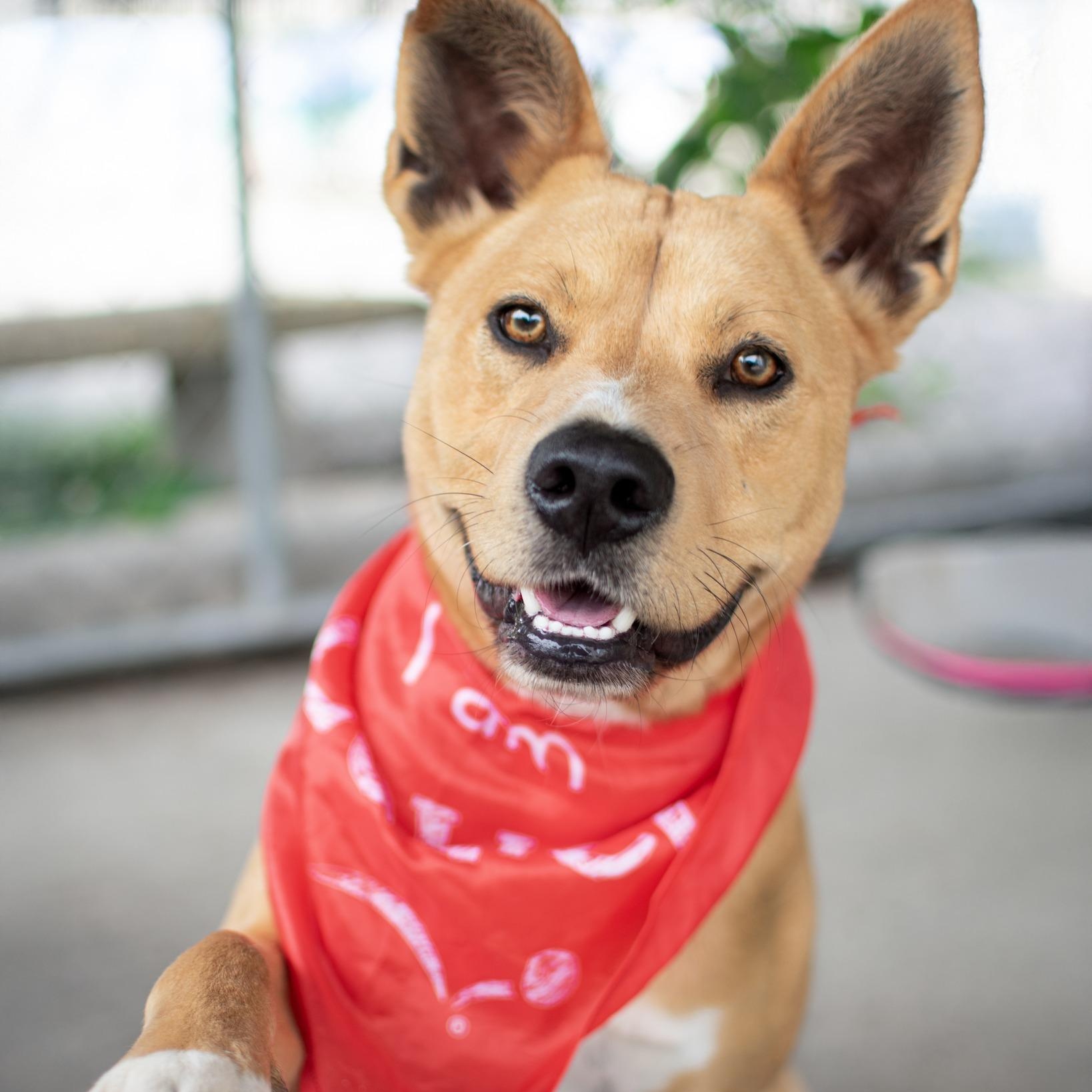 Banjo, adopted, Adult Male Australian Cattle Dog / Blue Heeler & Labrador Retriever.