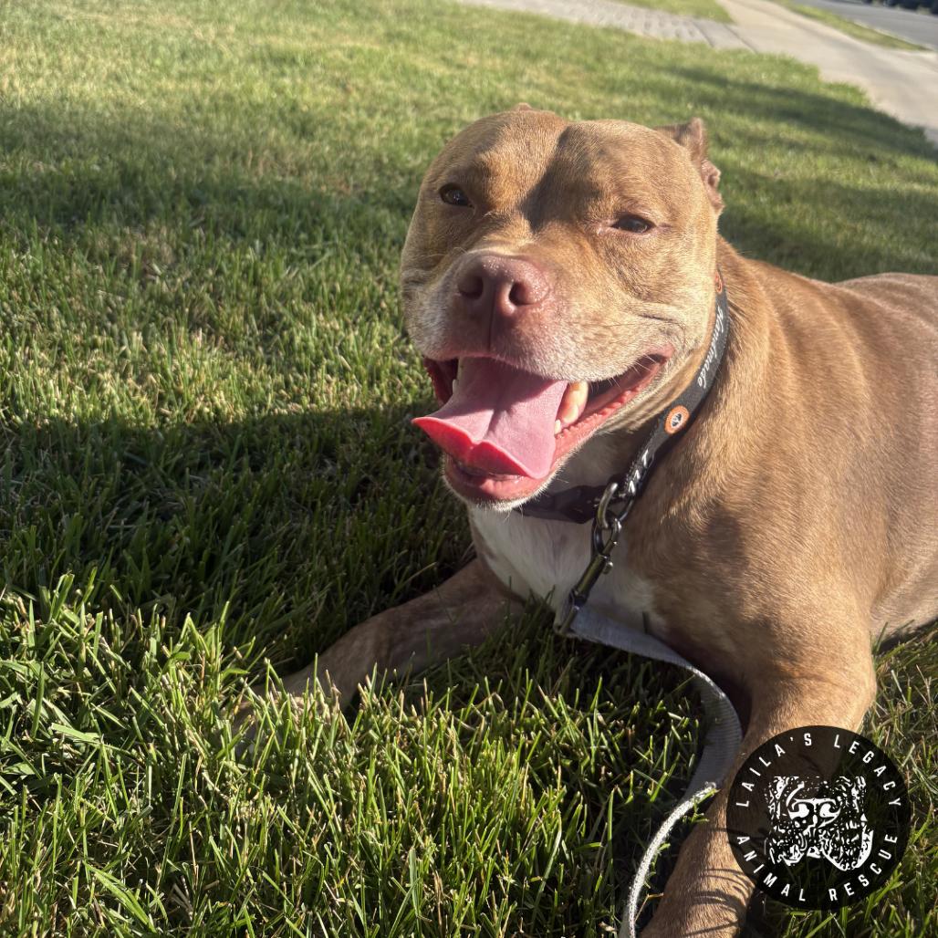 Bay, Adoptable, Adult Female Terrier & Mixed Breed.