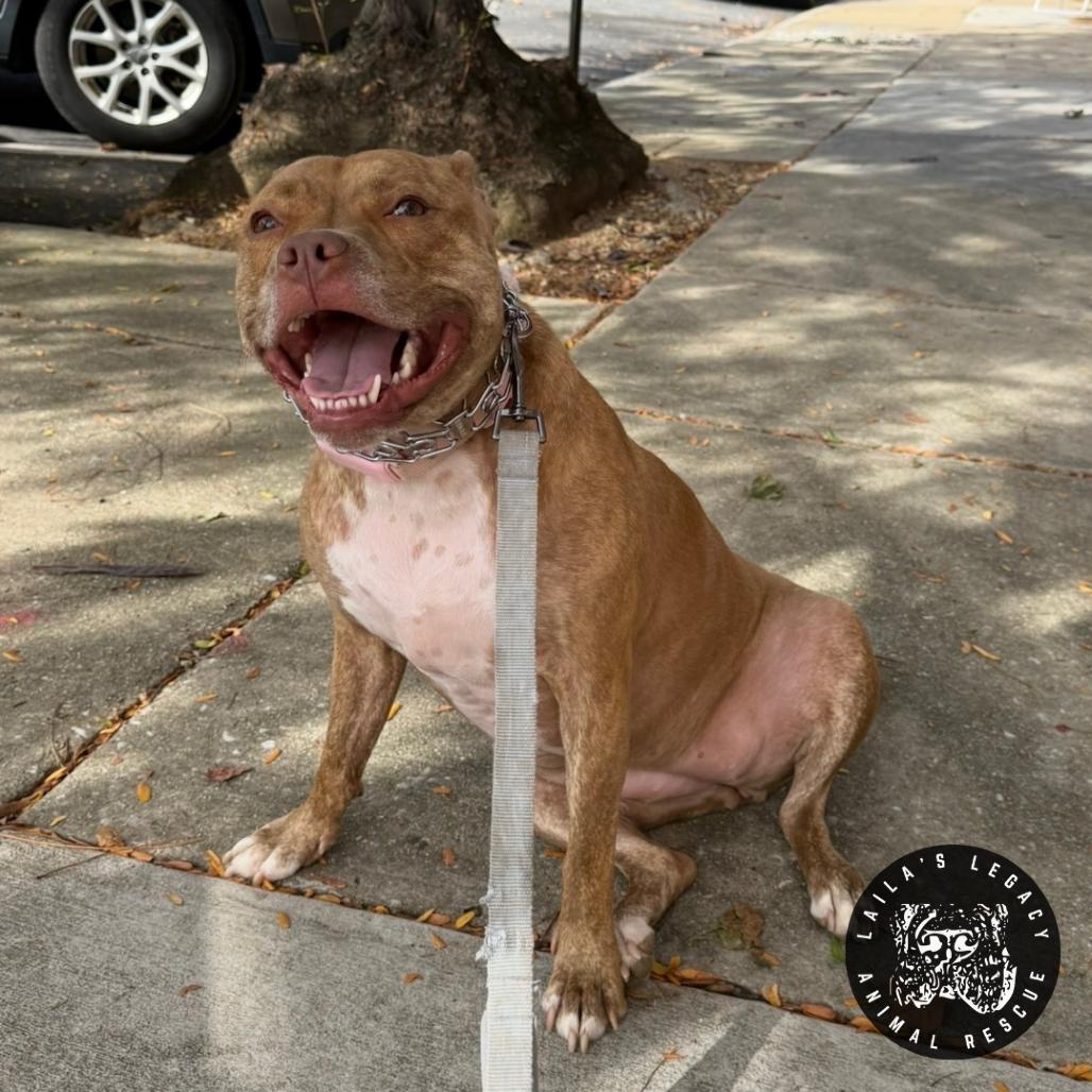 Bay, a Adoptable mixed breed in Washington, DC image 3/4