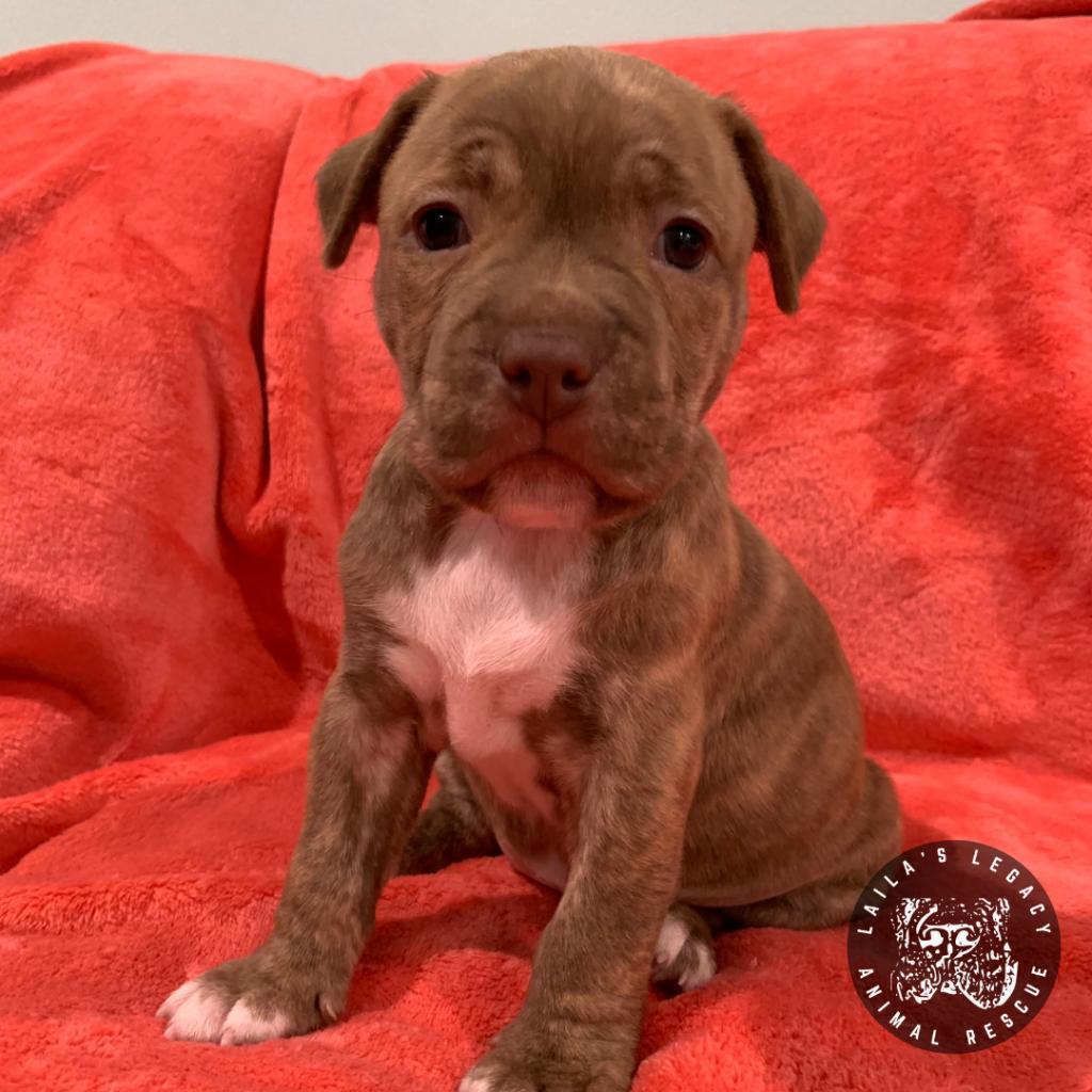 Bay, a Adoptable mixed breed in Washington, DC image 4/4