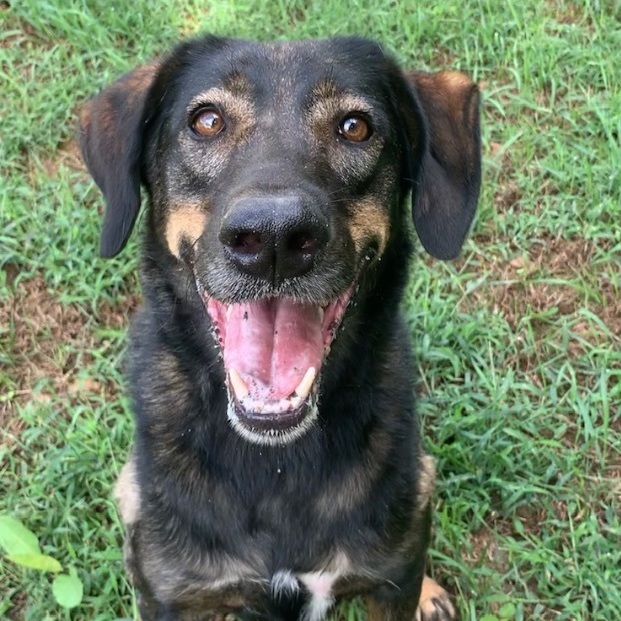 Reggie, a Adoptable mixed breed in Midlothian, VA image 1/6