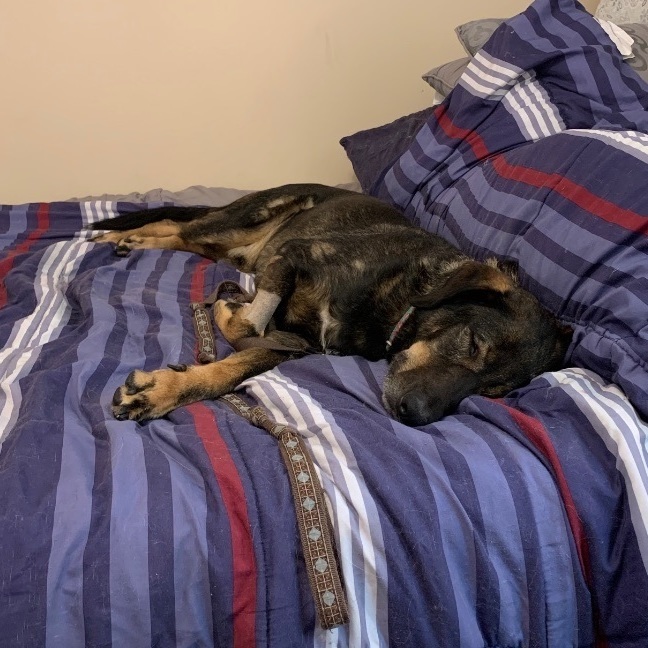 Reggie, a Adoptable mixed breed in Midlothian, VA image 2/6