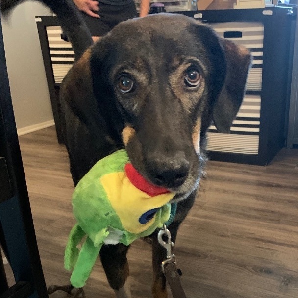 Reggie, a Adoptable mixed breed in Midlothian, VA image 3/6