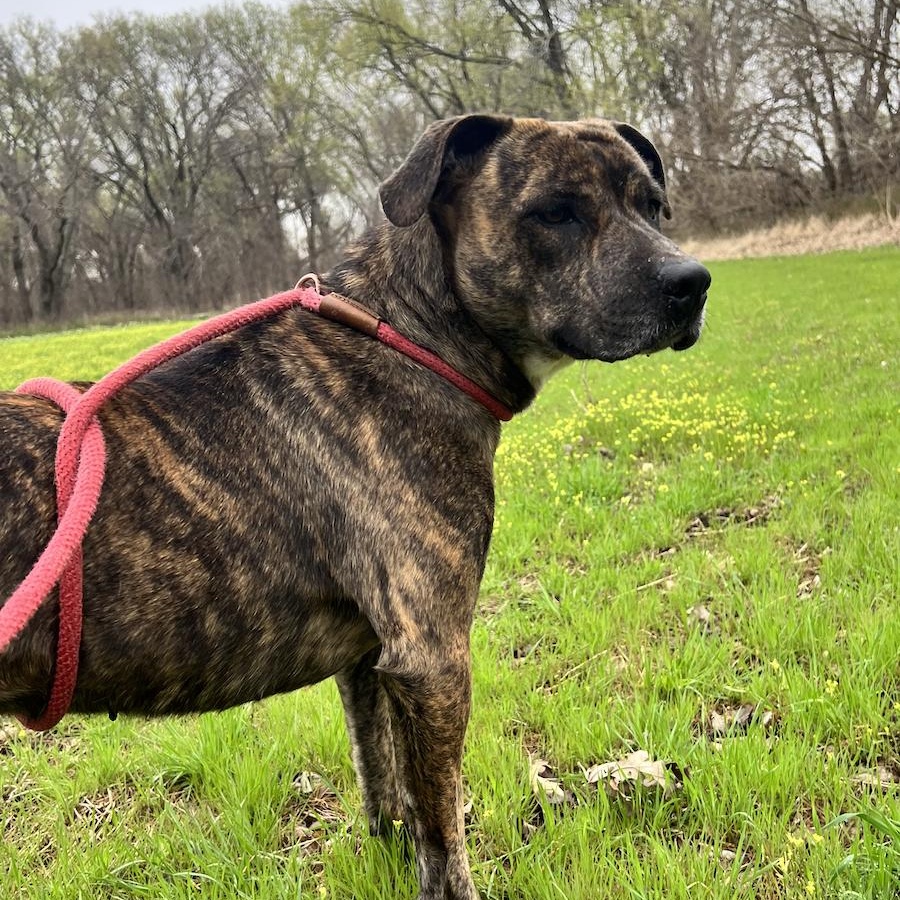 Francis!, a Adoptable mixed breed in Leon, KS image 2/3
