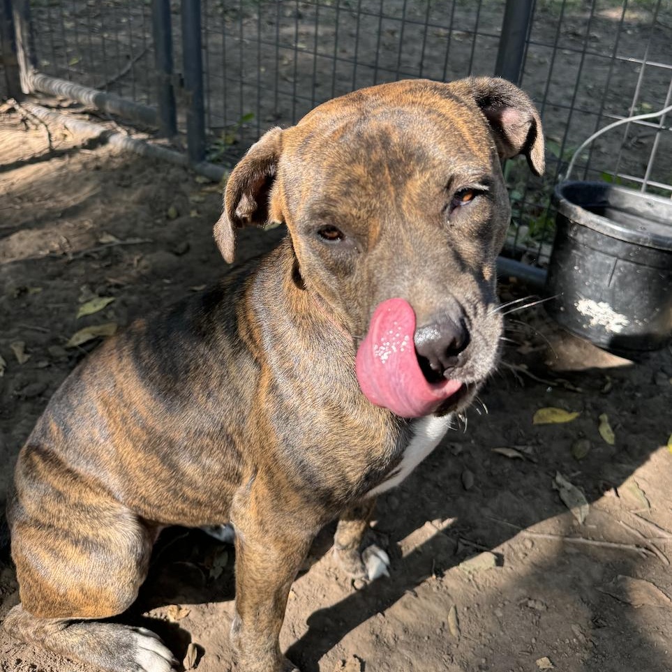 Francis!, a Adoptable mixed breed in Leon, KS image 3/3