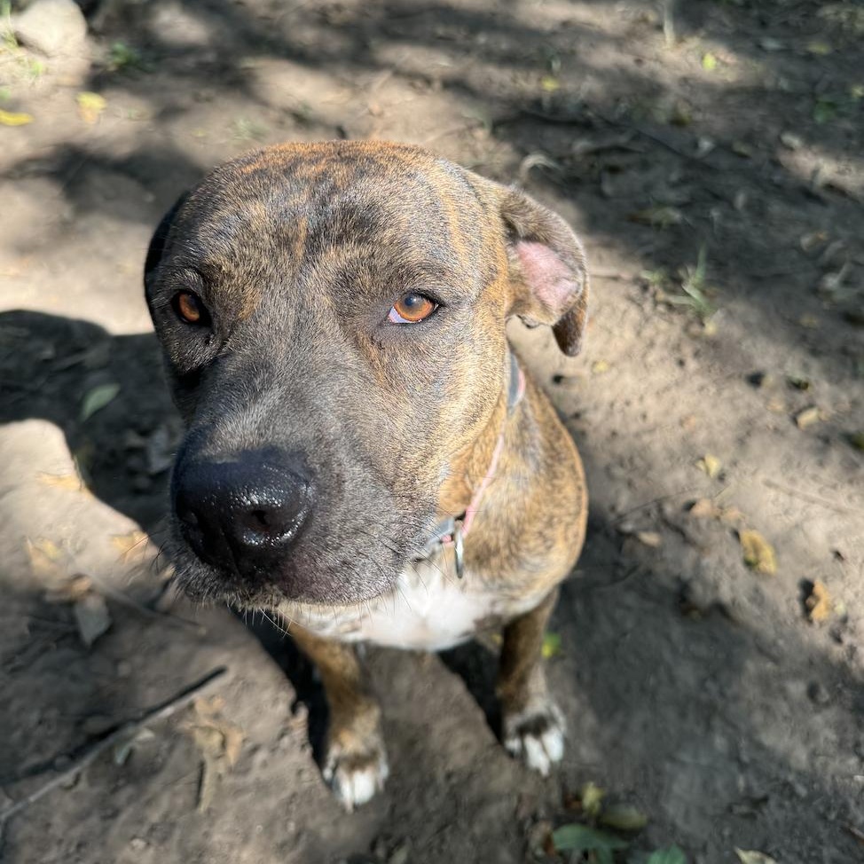 Francis!, a Adoptable mixed breed in Leon, KS image 1/3