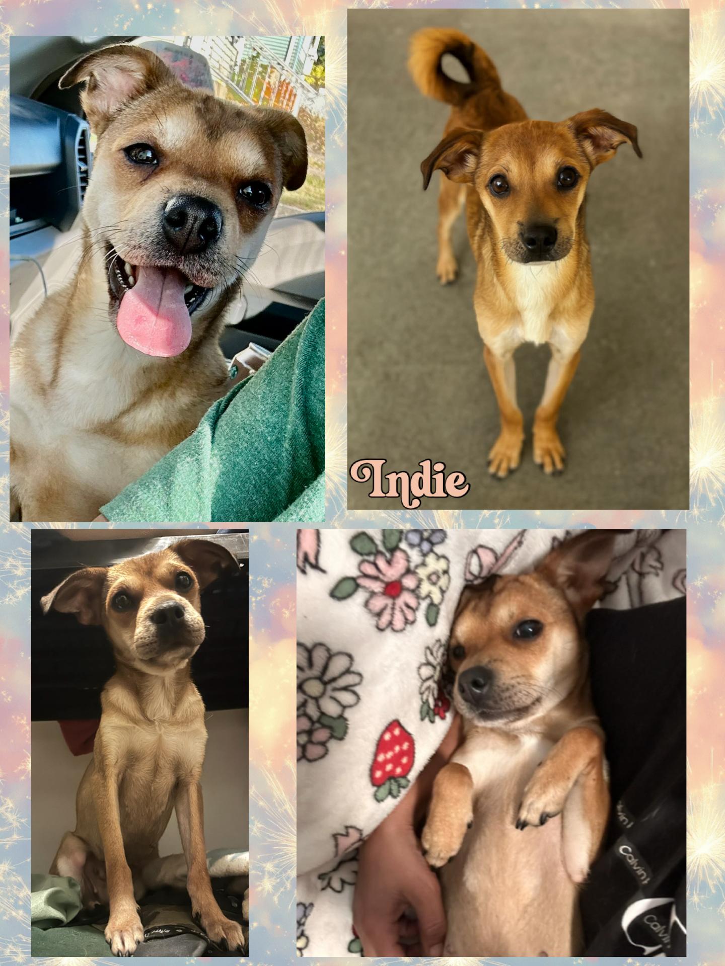 Enlarge Indie, a Adoptable mixed breed in Pawcatuck , CT image 1/1