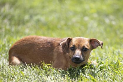 Mollie, adopted, Adult Female Rat Terrier.