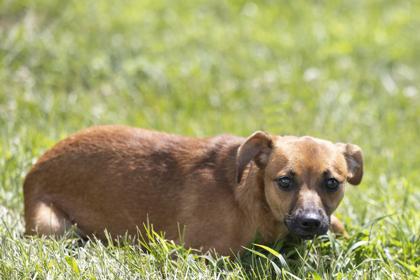 Mollie, an adopted mixed breed in Bedford, IN image 2/2