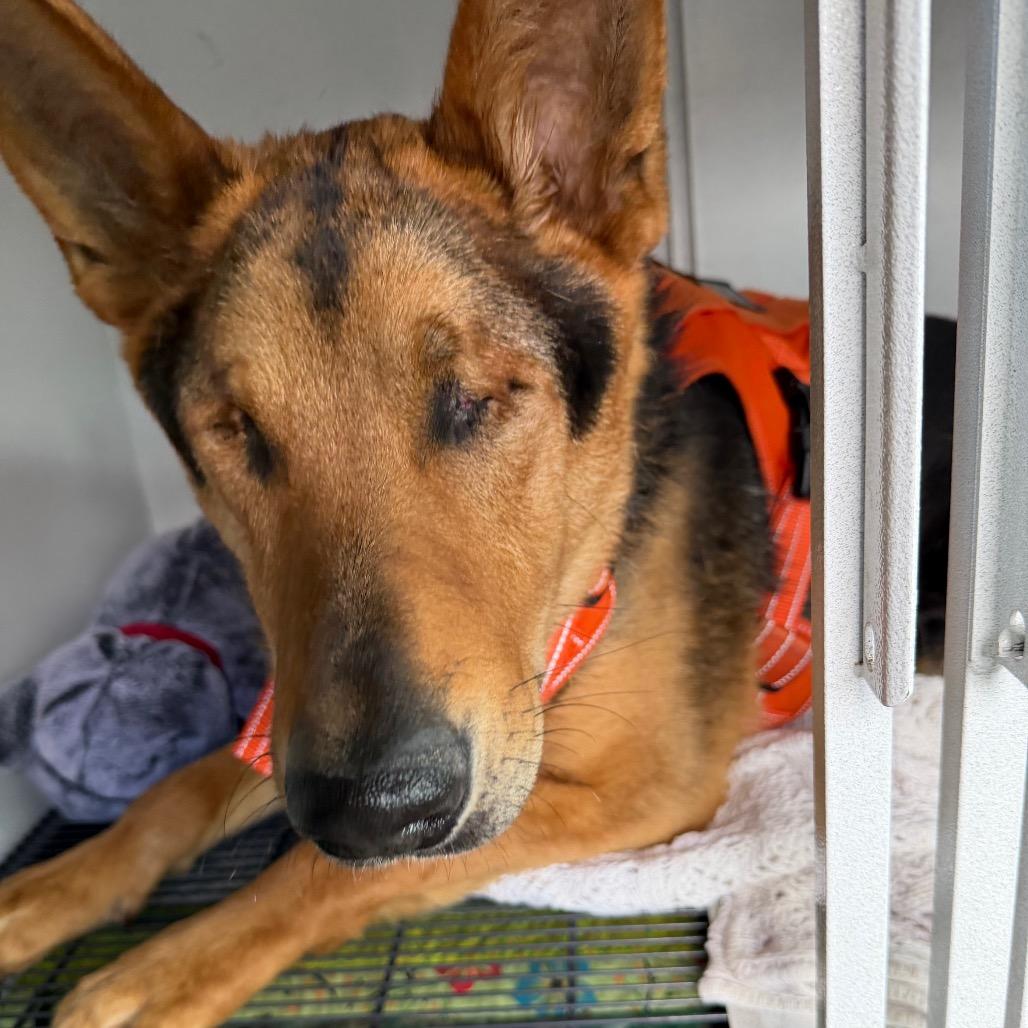 Enlarge Keizer, a Adoptable mixed breed in Klamath Falls, OR image 1/1