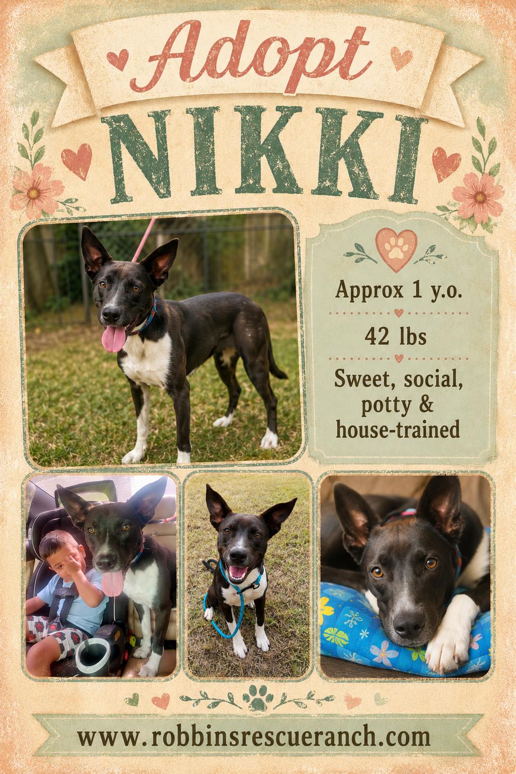 Nikki , ADOPTABLE, Young Female Shepherd & Terrier.