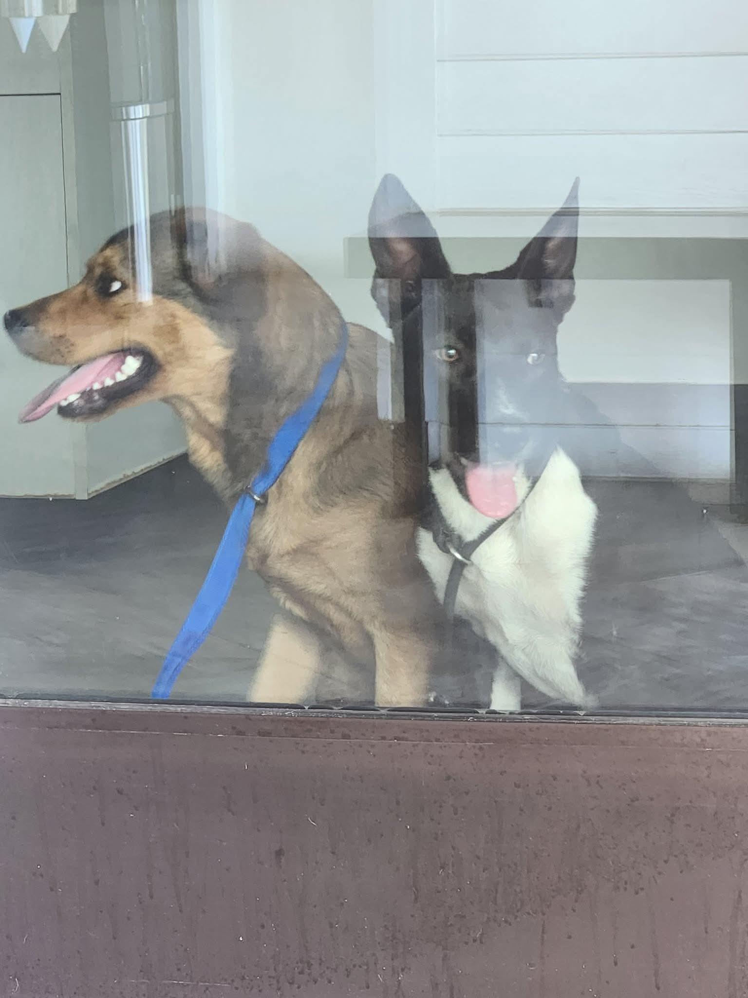 Enlarge Nikki , a Adopted mixed breed in West Islip, NY image 4/5
