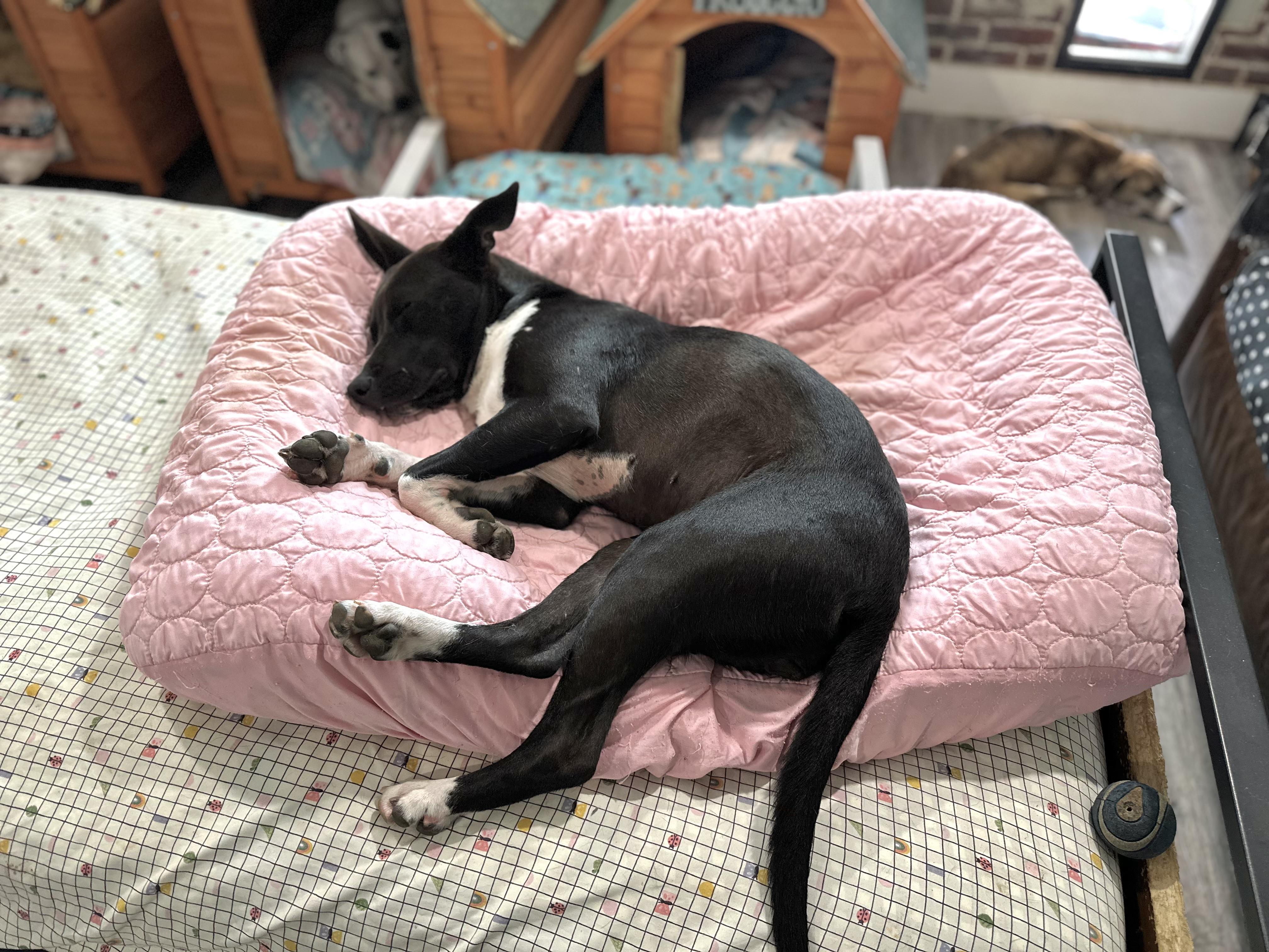 Enlarge Nikki , a Adopted mixed breed in West Islip, NY image 2/5