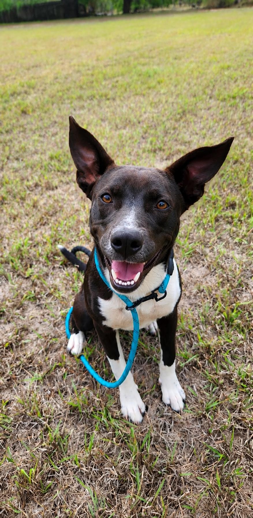 Enlarge Nikki , a Adopted mixed breed in West Islip, NY image 5/5