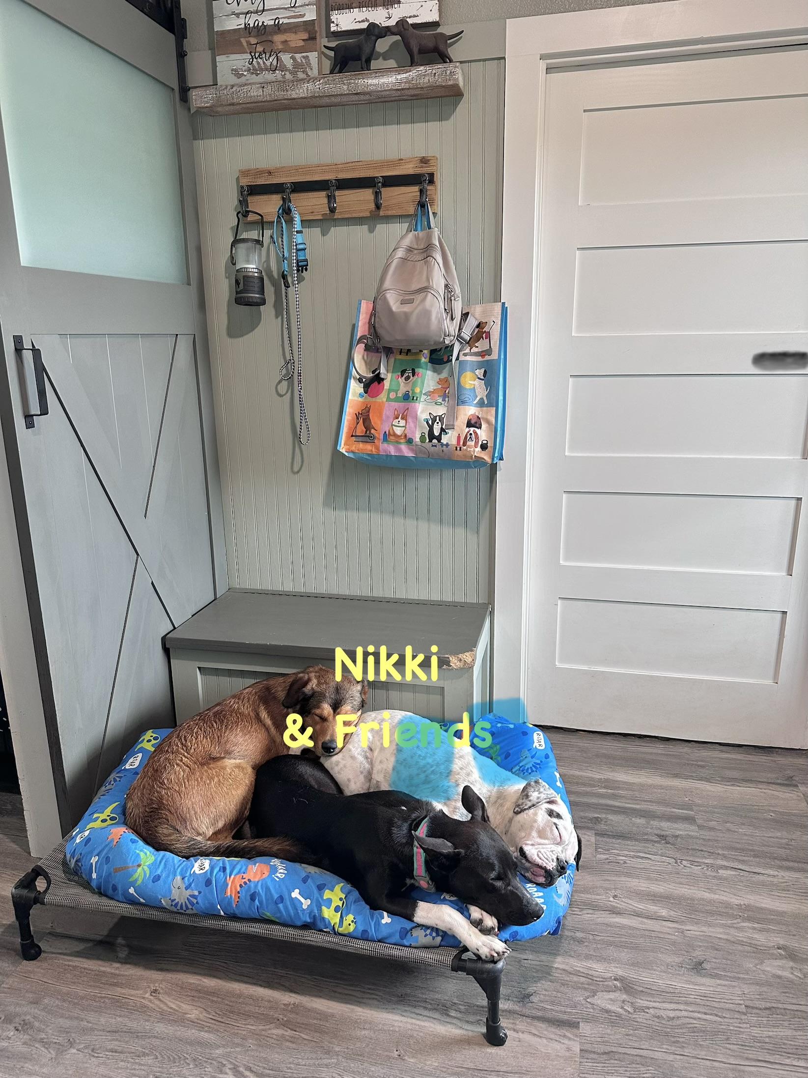 Enlarge Nikki , a Adopted mixed breed in West Islip, NY image 3/5