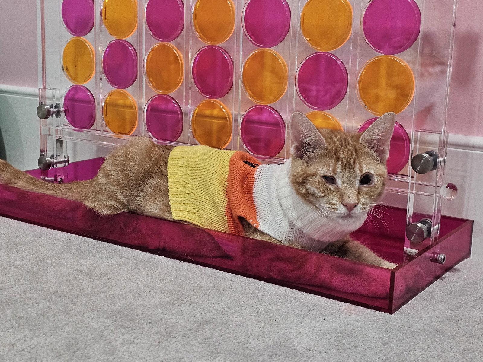 Enlarge Brandy, a Adoptable Domestic Short Hair in Sicklerville , NJ image 2/3