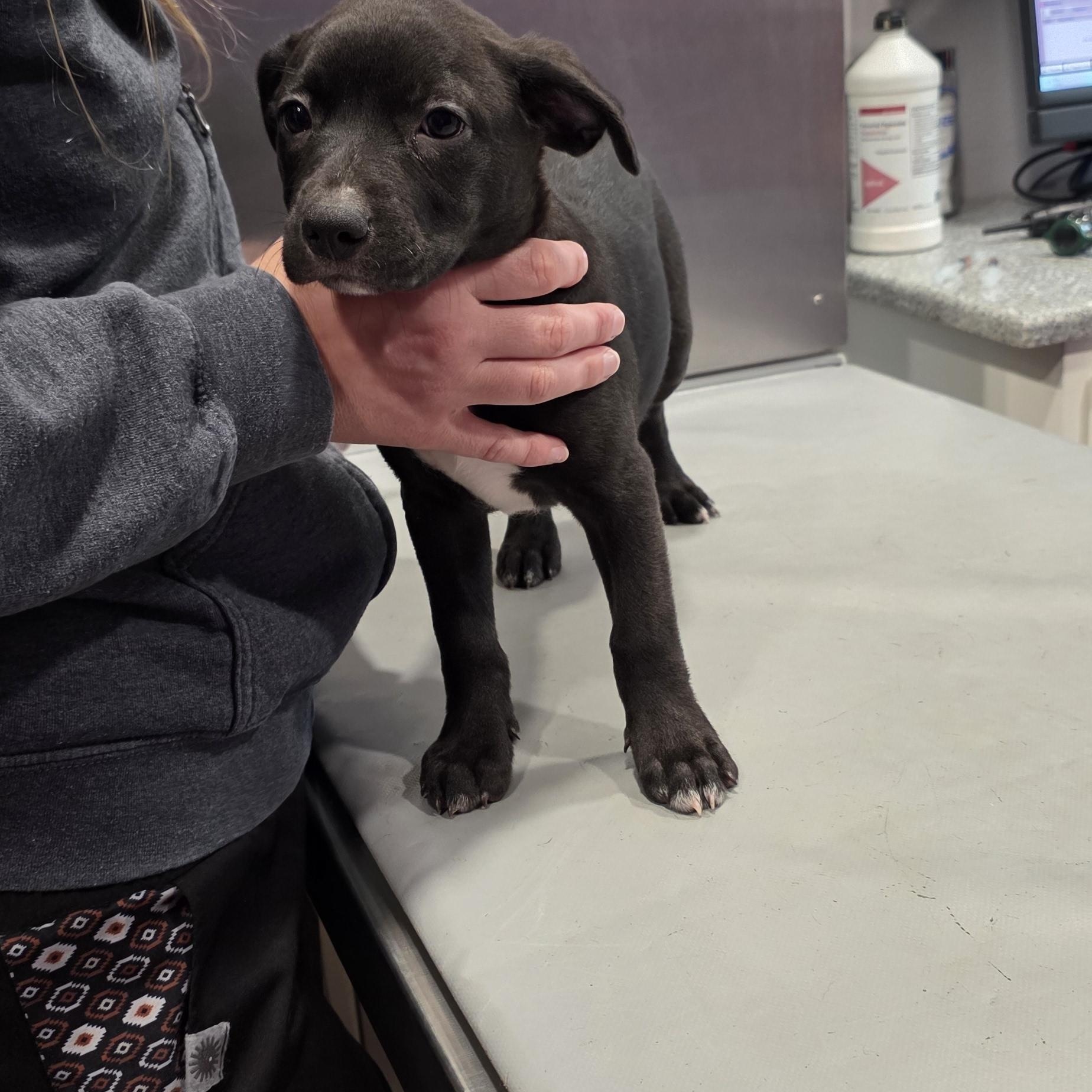 Enlarge Silky, a ADOPTABLE mixed breed in Baker, LA image 3/5
