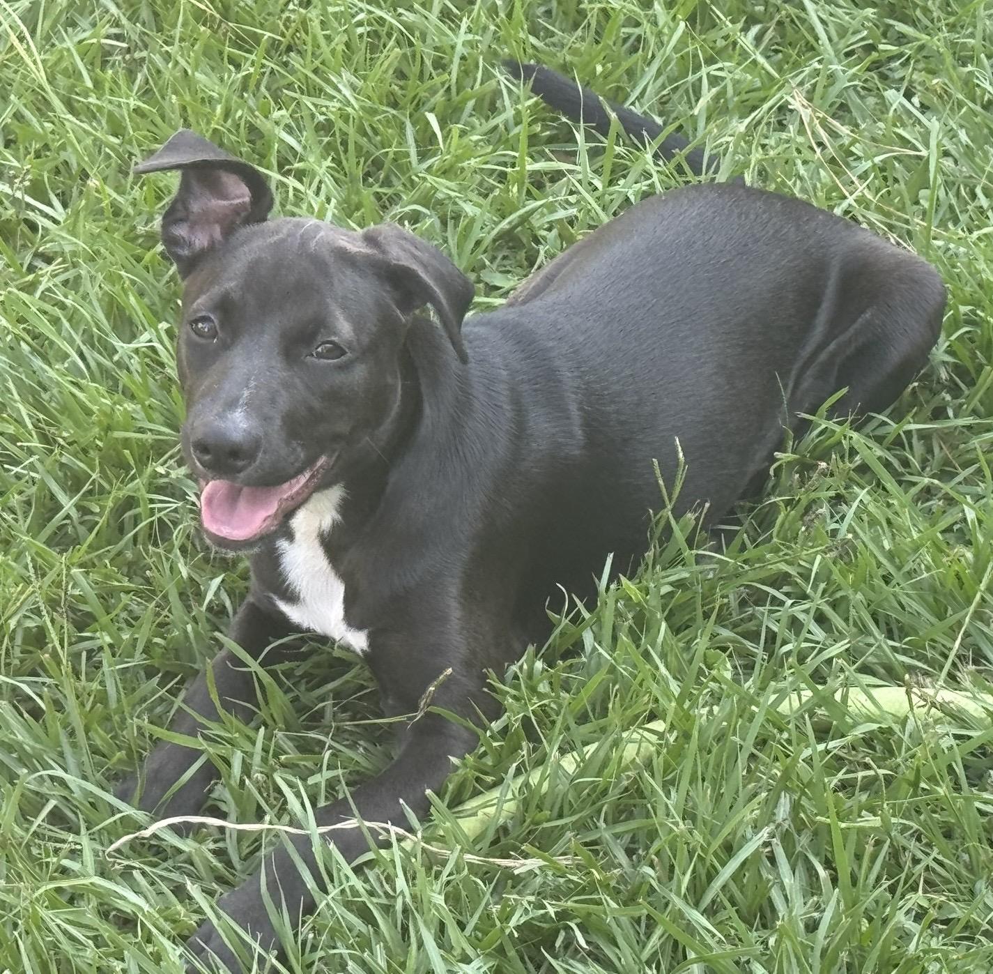 Silky, a ADOPTABLE mixed breed in Baker, LA image 3/5