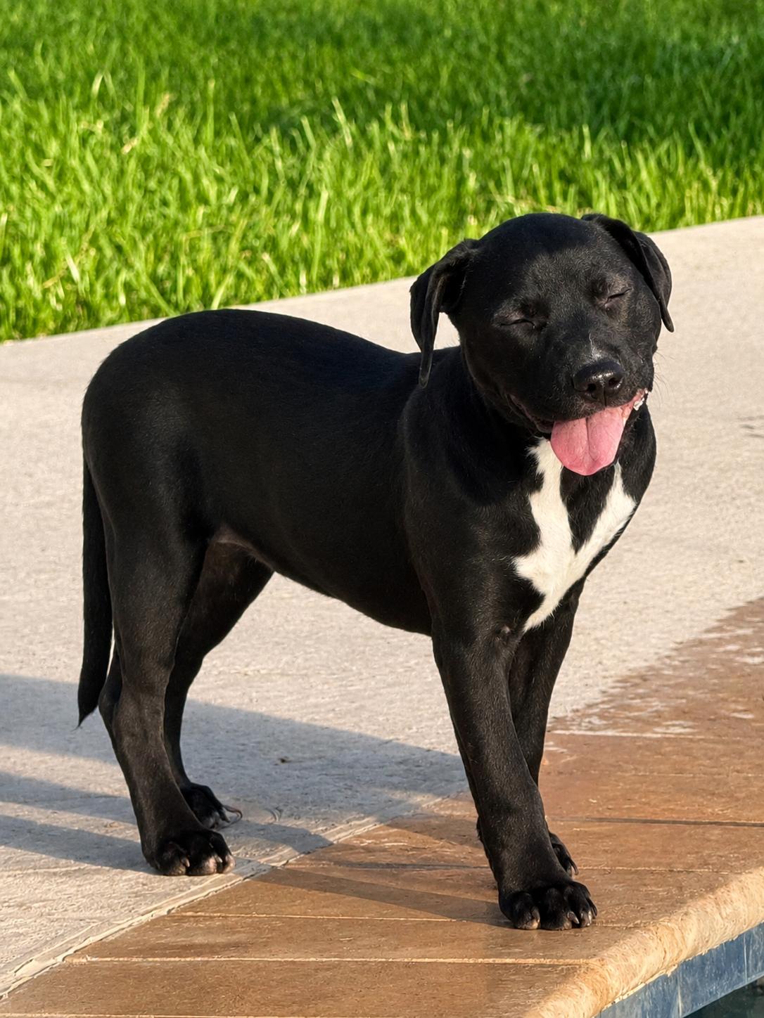 Enlarge Silky, a ADOPTABLE mixed breed in Baker, LA image 1/5
