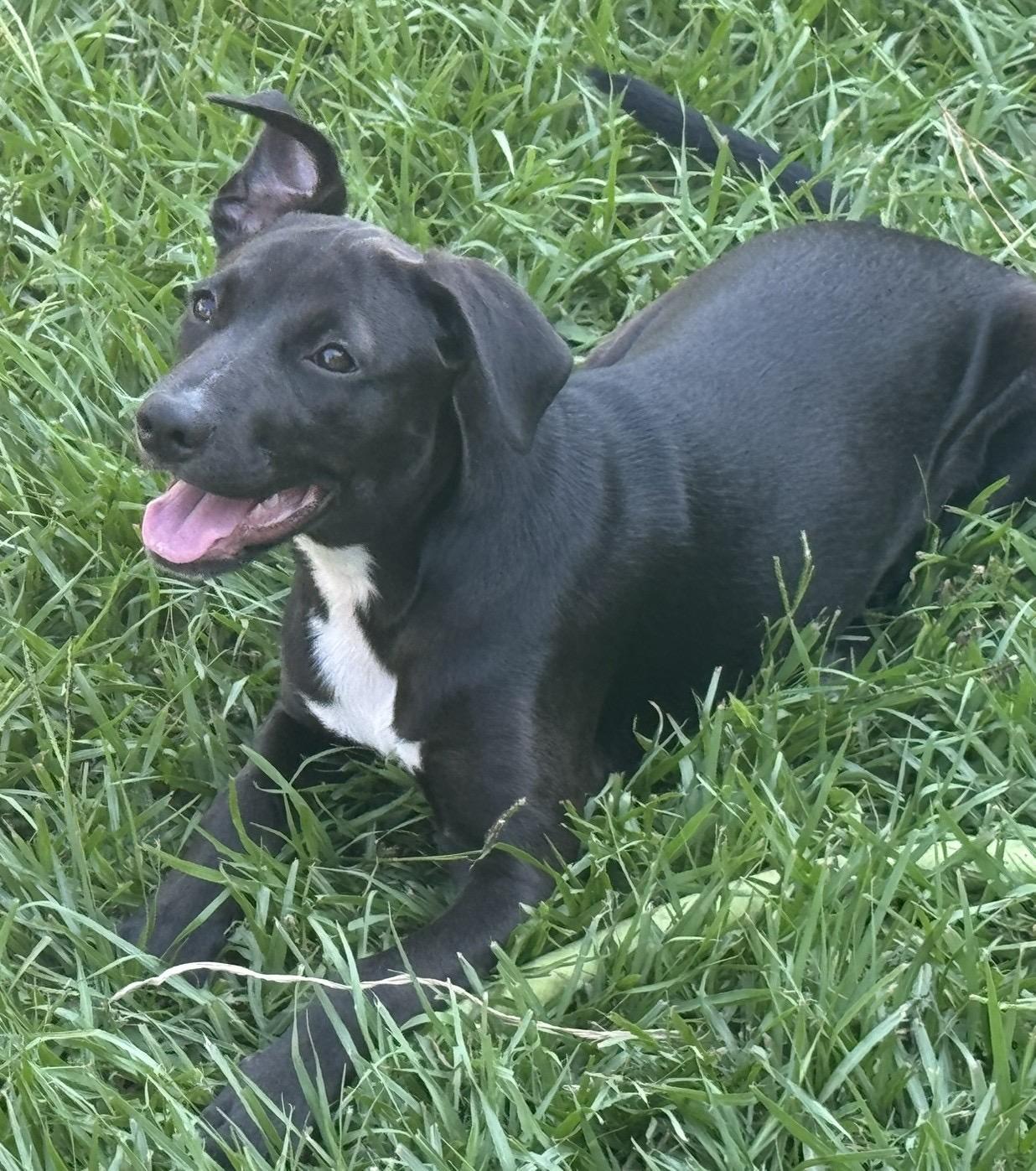 Silky, a ADOPTABLE mixed breed in Baker, LA image 5/5