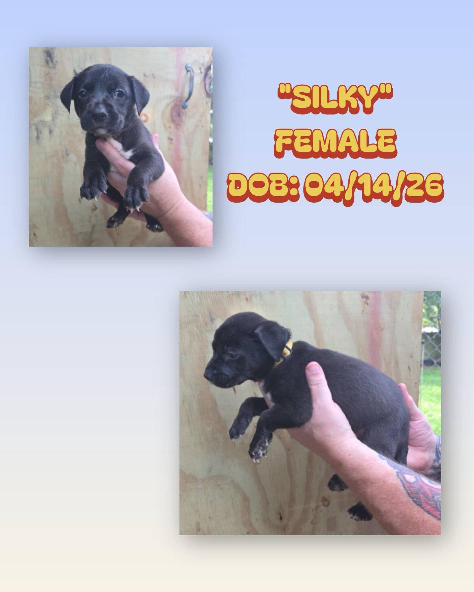 Silky, a ADOPTABLE mixed breed in Baker, LA image 1/2