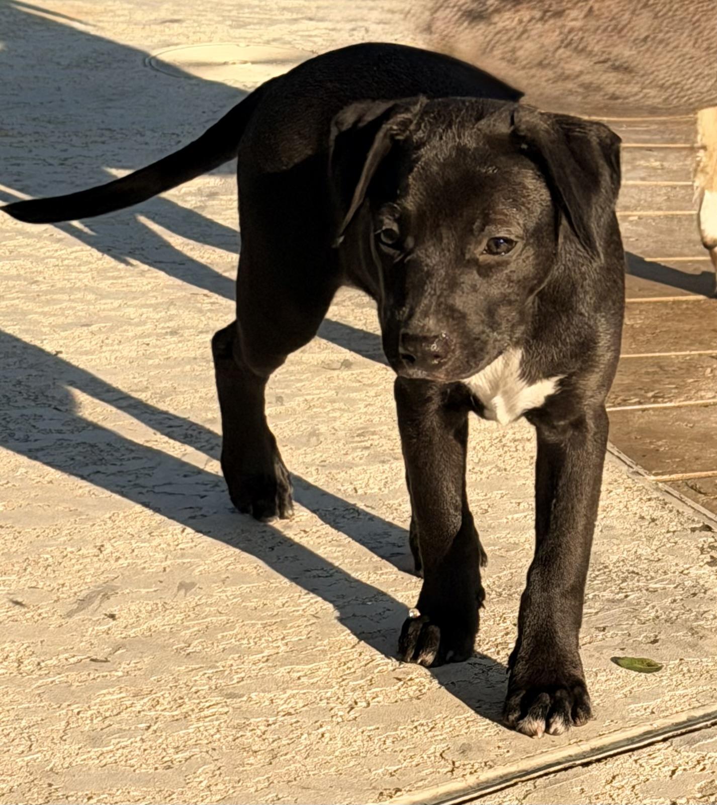 Enlarge Silky, a ADOPTABLE mixed breed in Baker, LA image 2/5