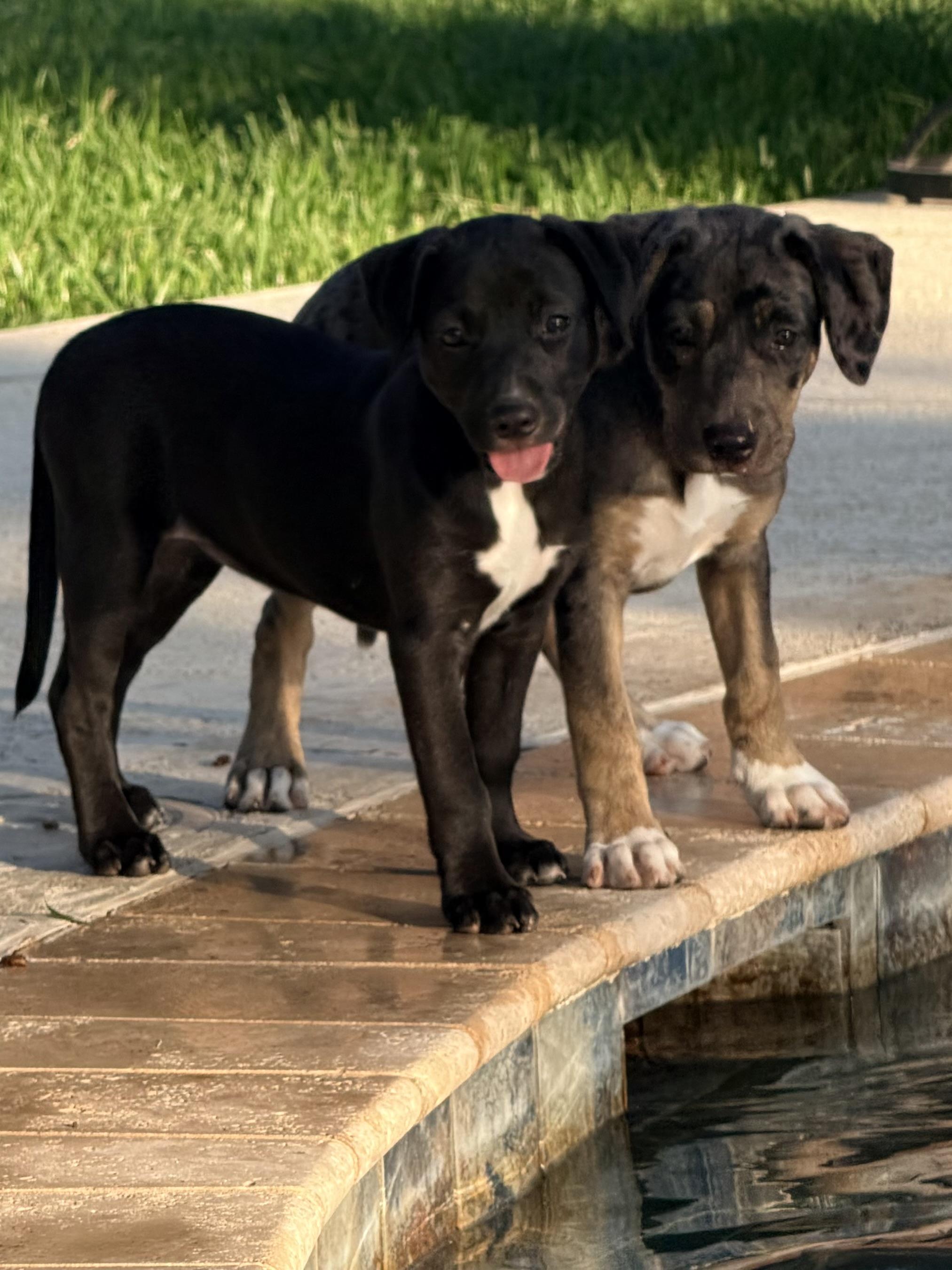 Enlarge Silky, a ADOPTABLE mixed breed in Baker, LA image 5/5