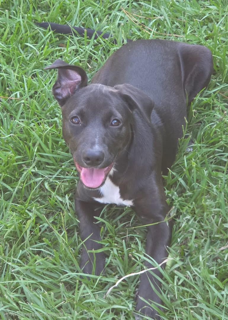 Silky, ADOPTABLE, Young Female Catahoula Leopard Dog & Australian Shepherd.