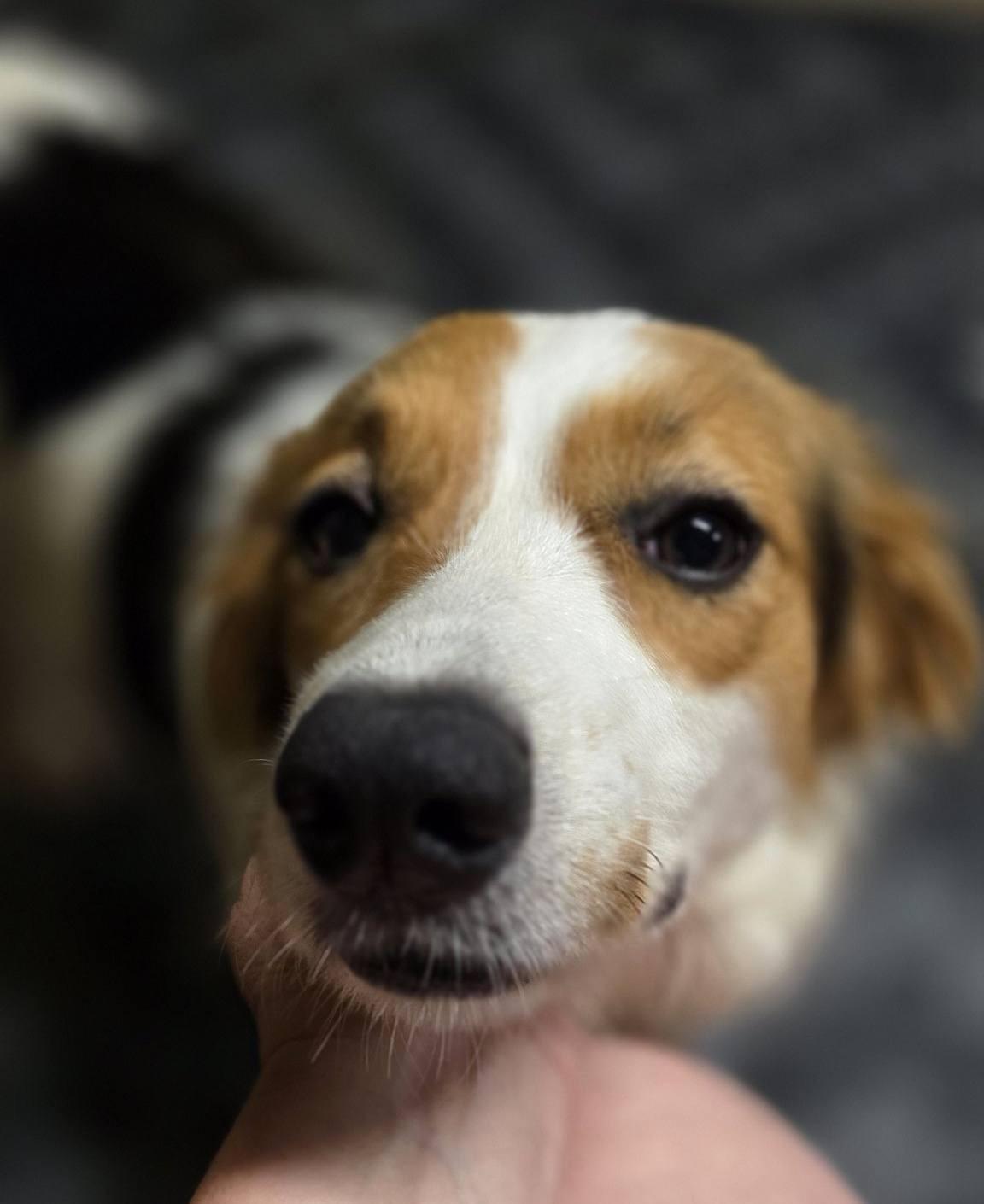 Silky, a ADOPTABLE mixed breed in Baker, LA image 2/2