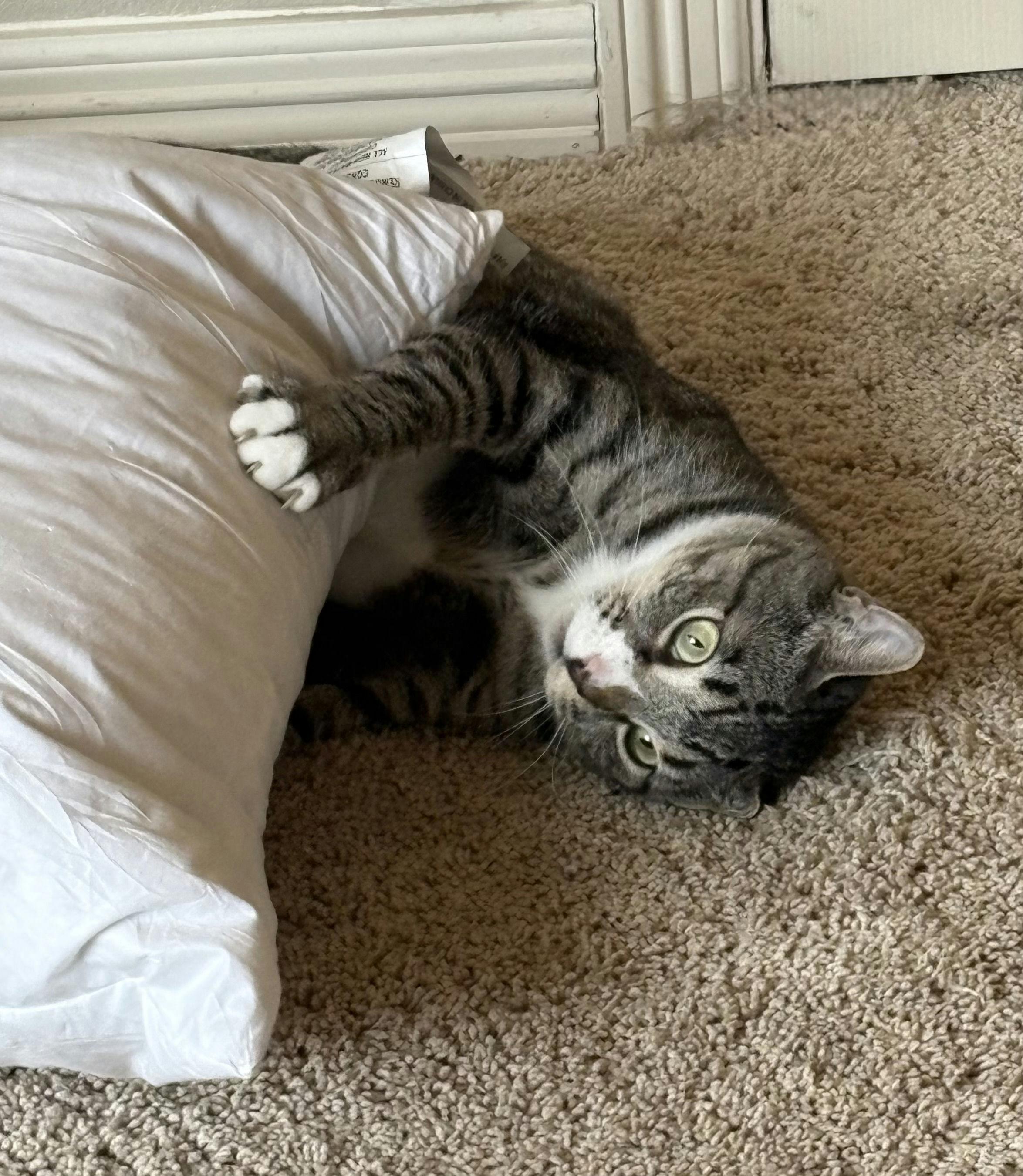 Enlarge Mia, a ADOPTABLE Domestic Short Hair in Houston, TX image 4/6