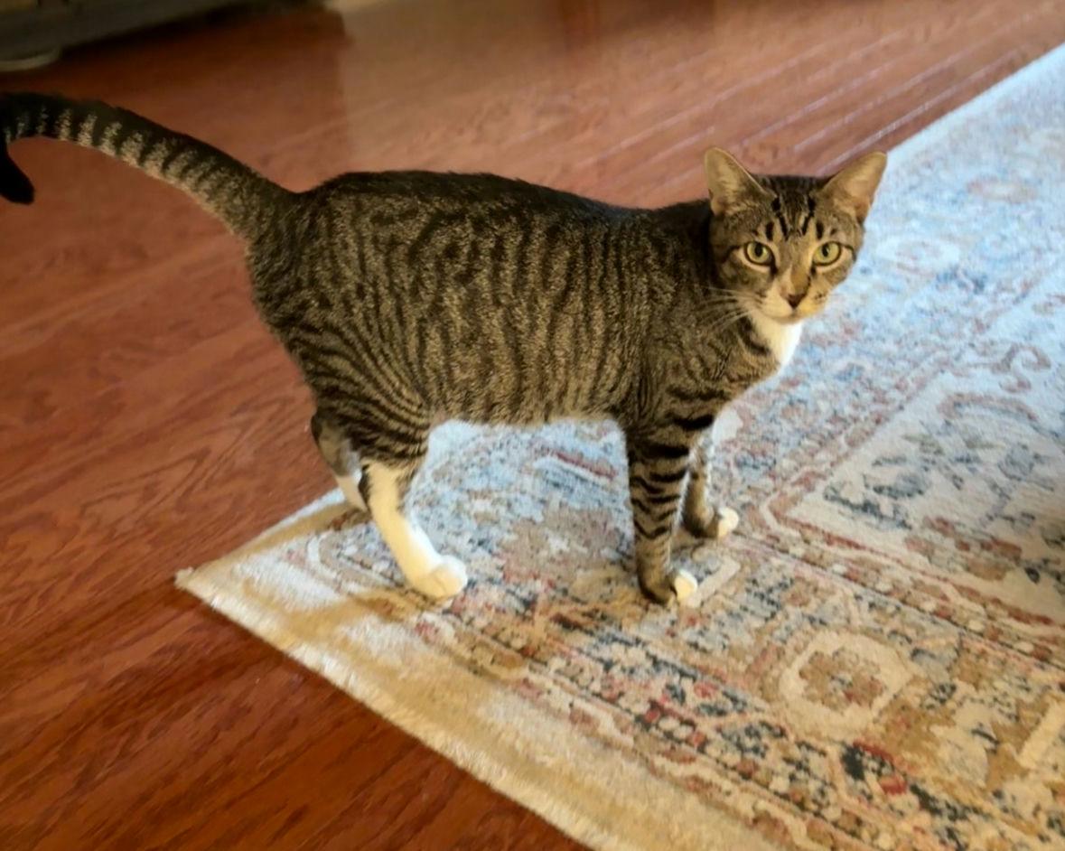 Enlarge Mia, a ADOPTABLE Domestic Short Hair in Houston, TX image 6/6