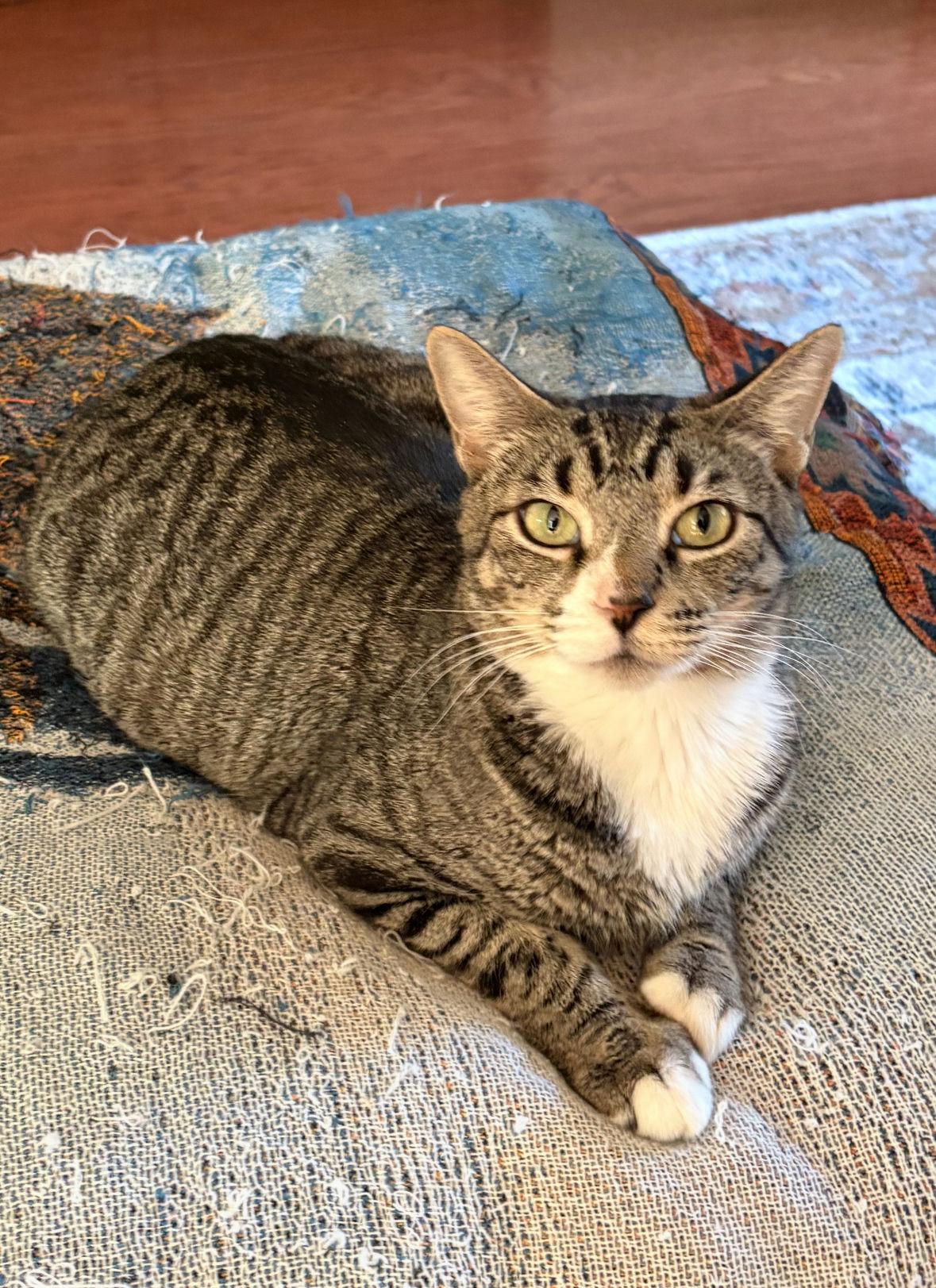 Enlarge Mia, a ADOPTABLE Domestic Short Hair in Houston, TX image 1/6