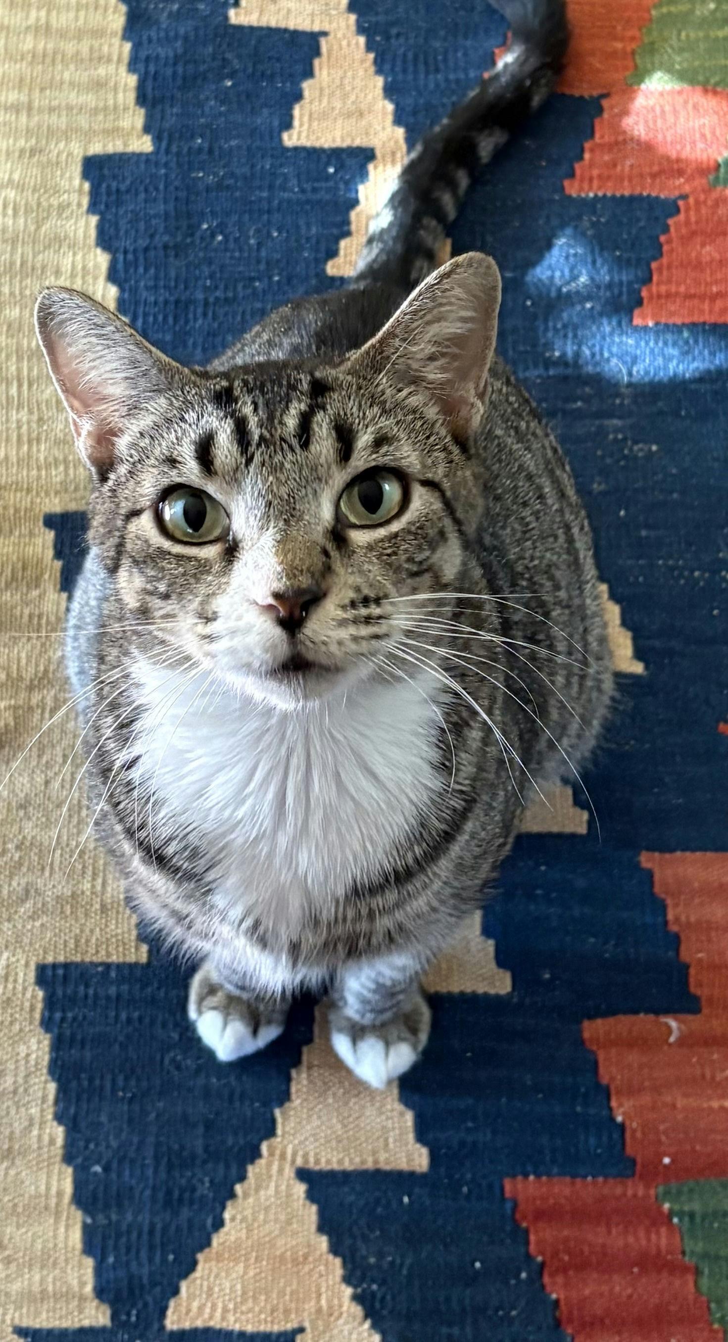 Enlarge Mia, a ADOPTABLE Domestic Short Hair in Houston, TX image 3/6