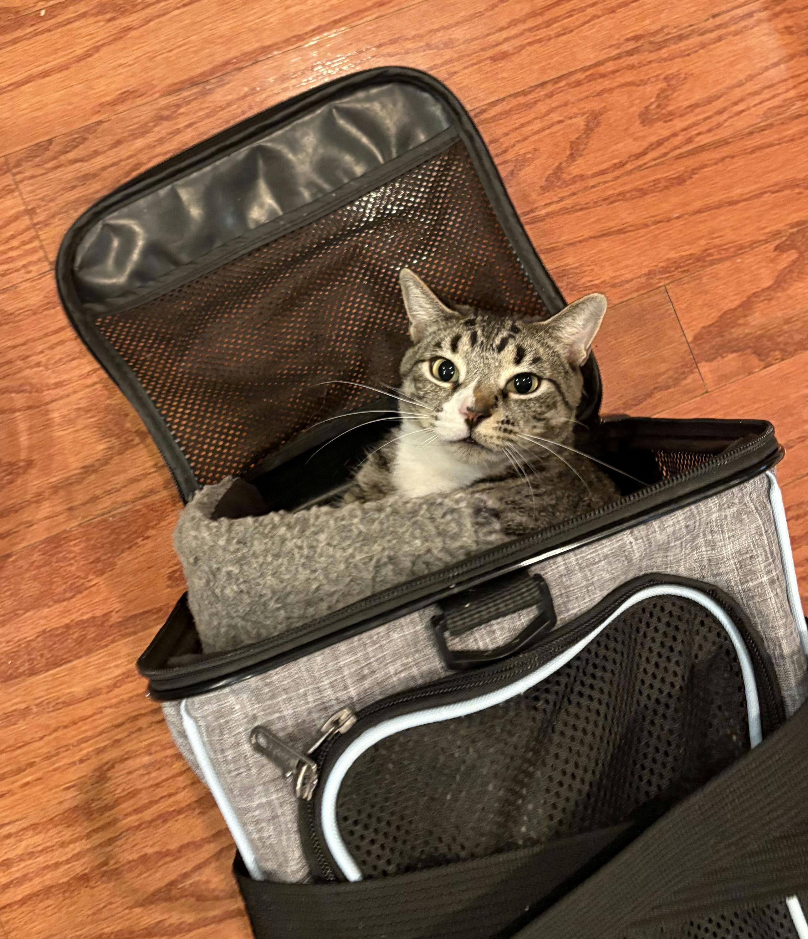 Enlarge Mia, a ADOPTABLE Domestic Short Hair in Houston, TX image 5/6