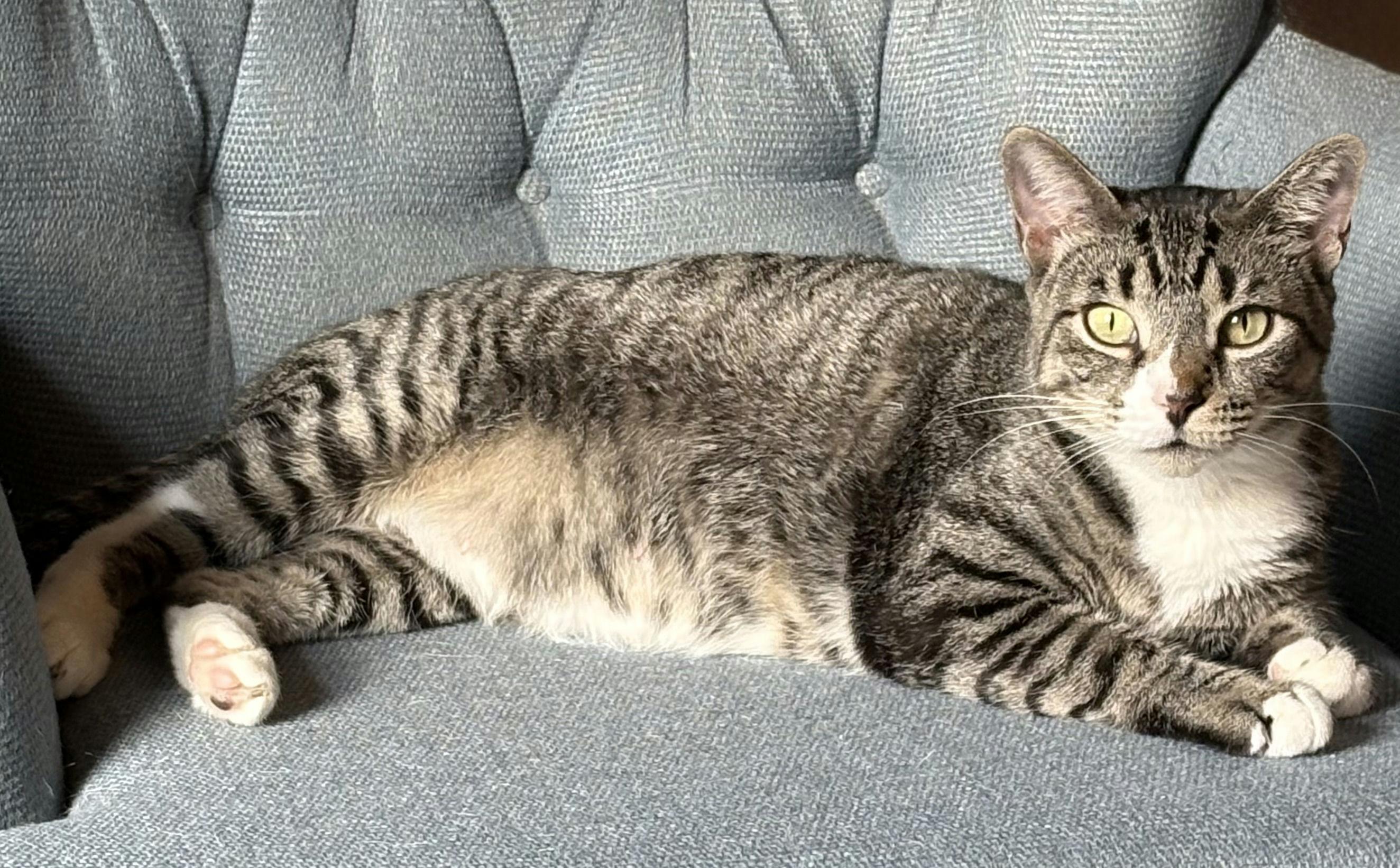 Enlarge Mia, a ADOPTABLE Domestic Short Hair in Houston, TX image 2/6