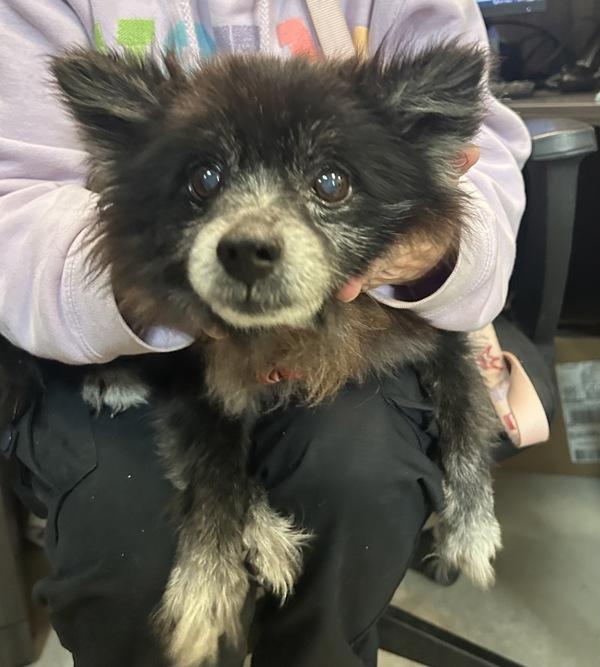 Enlarge Little Bear, a Adoptable mixed breed in Mobile, AL image 1/1
