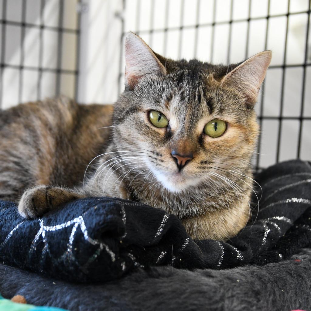 Naia, Adoptable, Adult Female Domestic Short Hair.