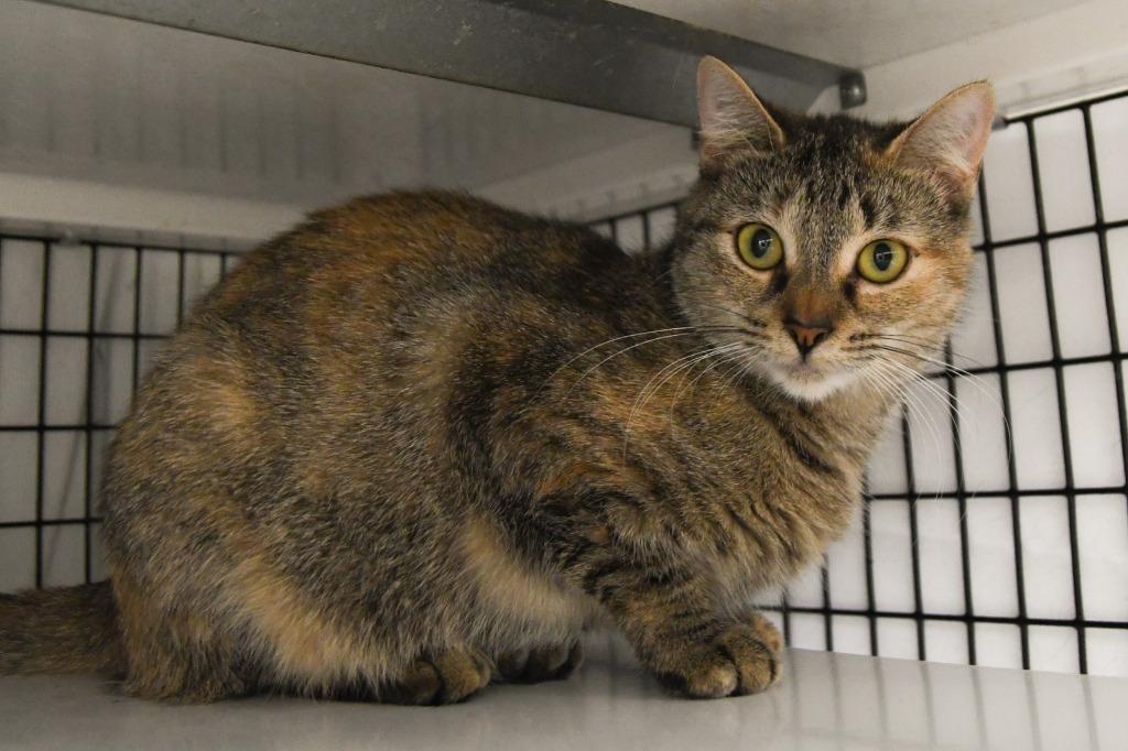 Enlarge Naia, a Adoptable mixed breed in Ewing, NJ image 2/5